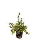 Jewel Southern Highbush Blueberry (7 Gallon)