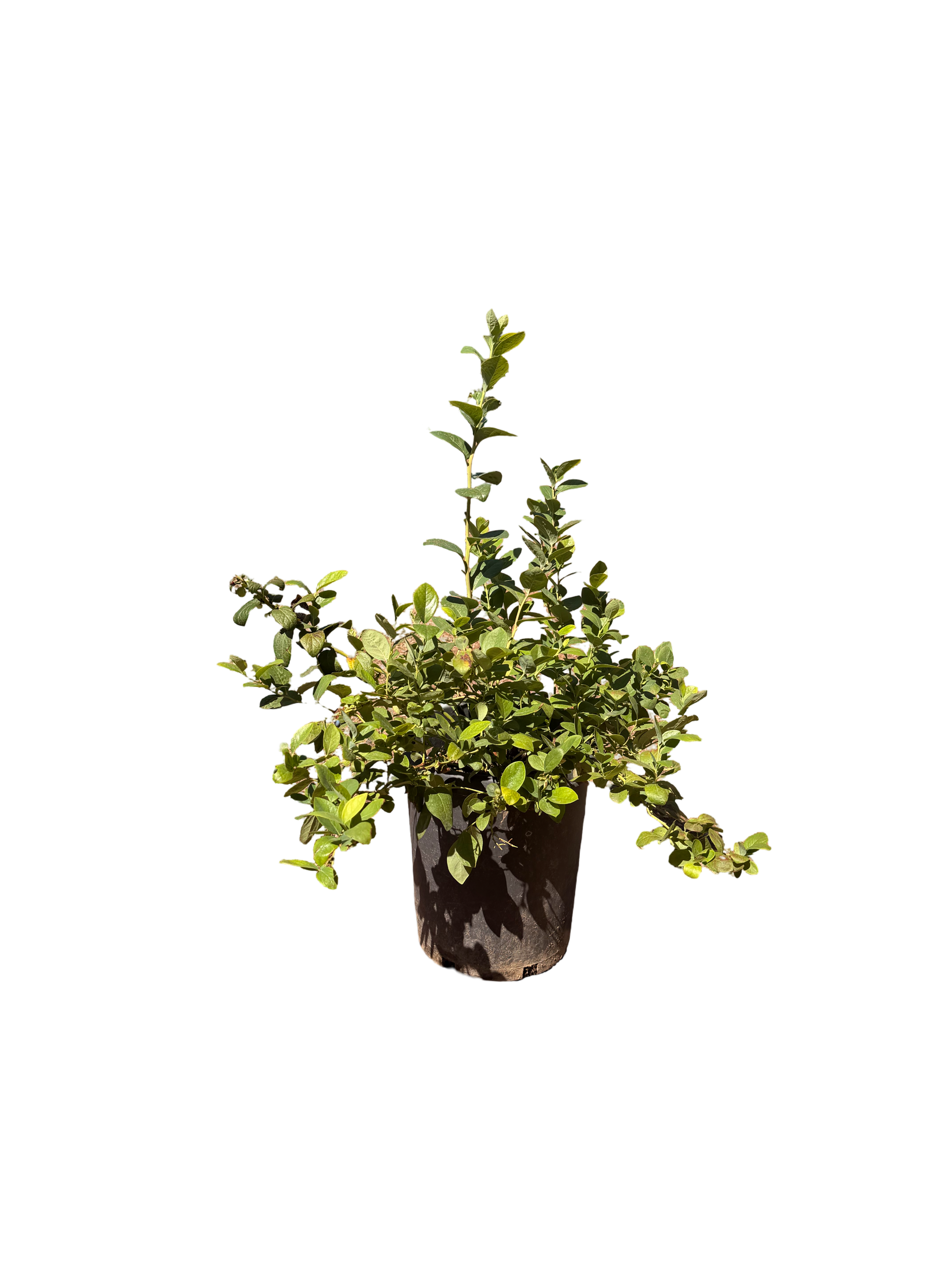 Jewel Southern Highbush Blueberry (7 Gallon)