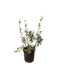 Misty Early Season Blueberry (2 Gallon)