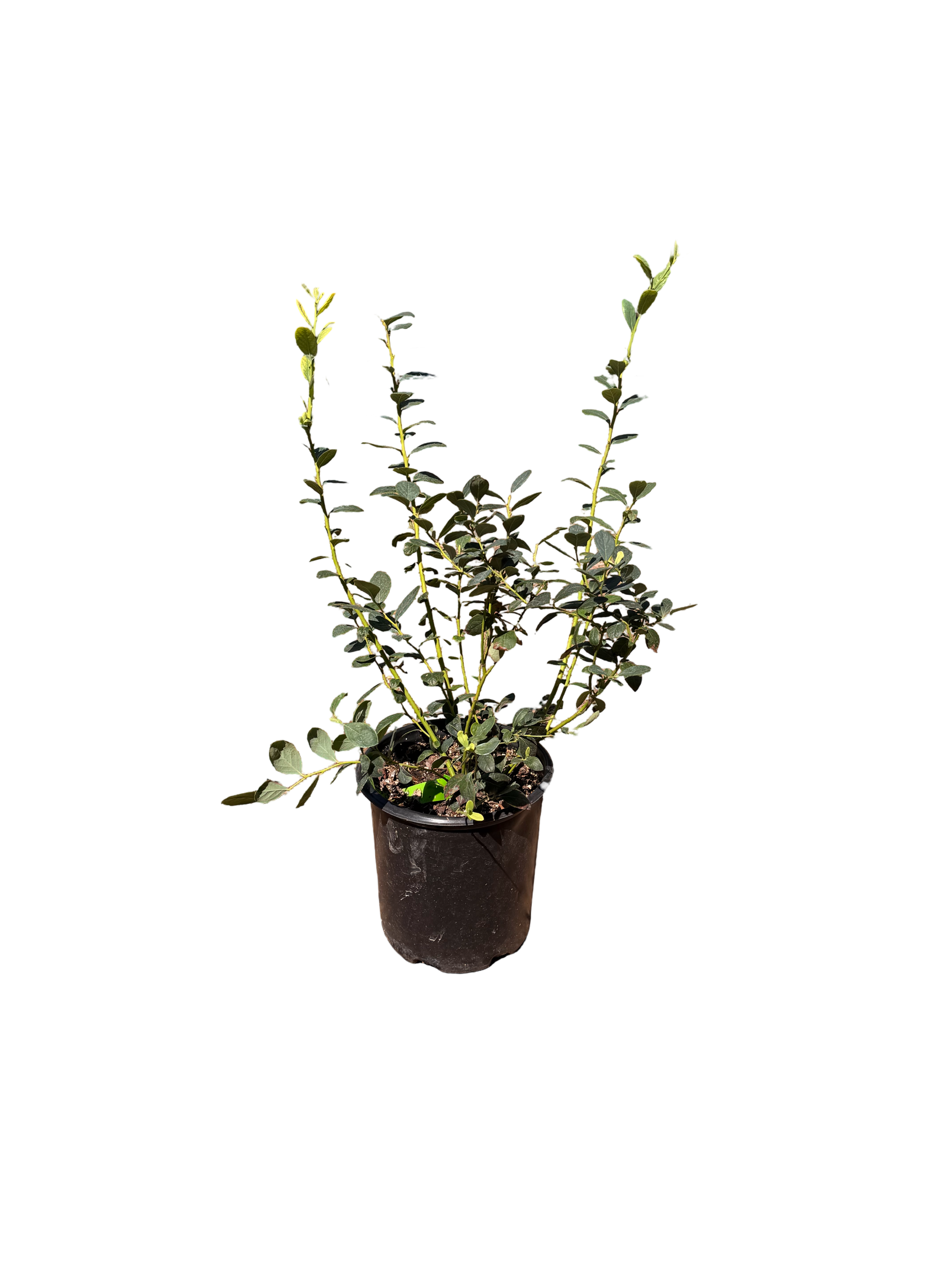 Misty Early Season Blueberry (2 Gallon)