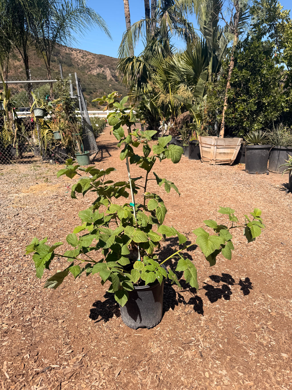 Raspberry Red 'Baba Berry' (2 Gallon)