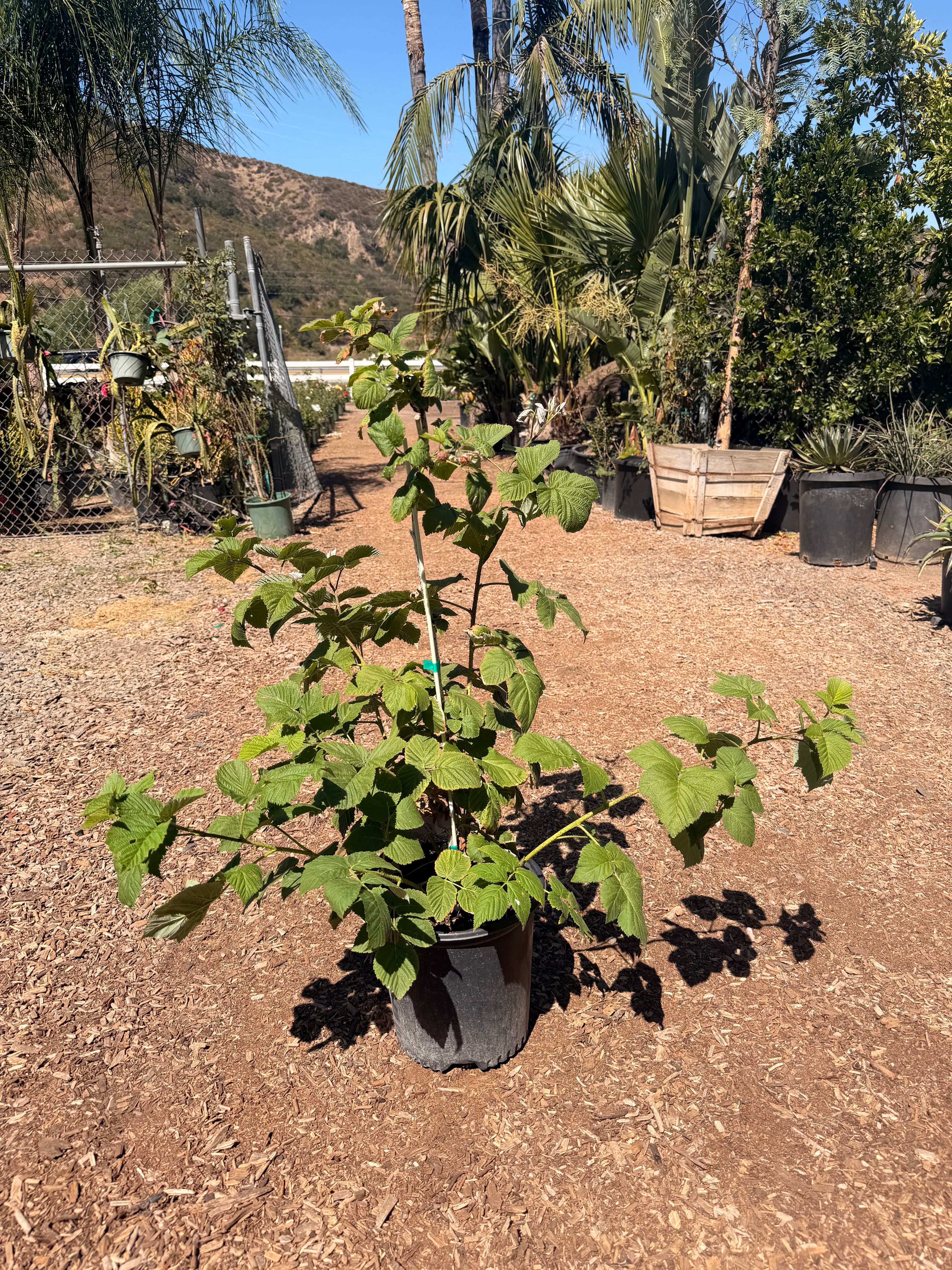 Raspberry Red 'Baba Berry' (2 Gallon)