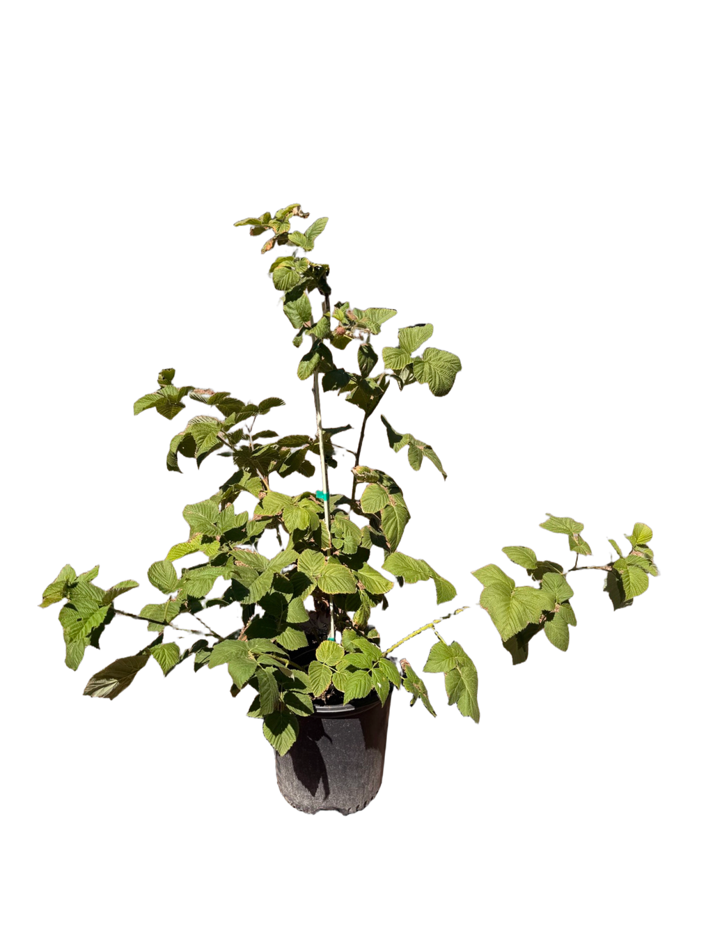 Raspberry Red 'Baba Berry' (2 Gallon)