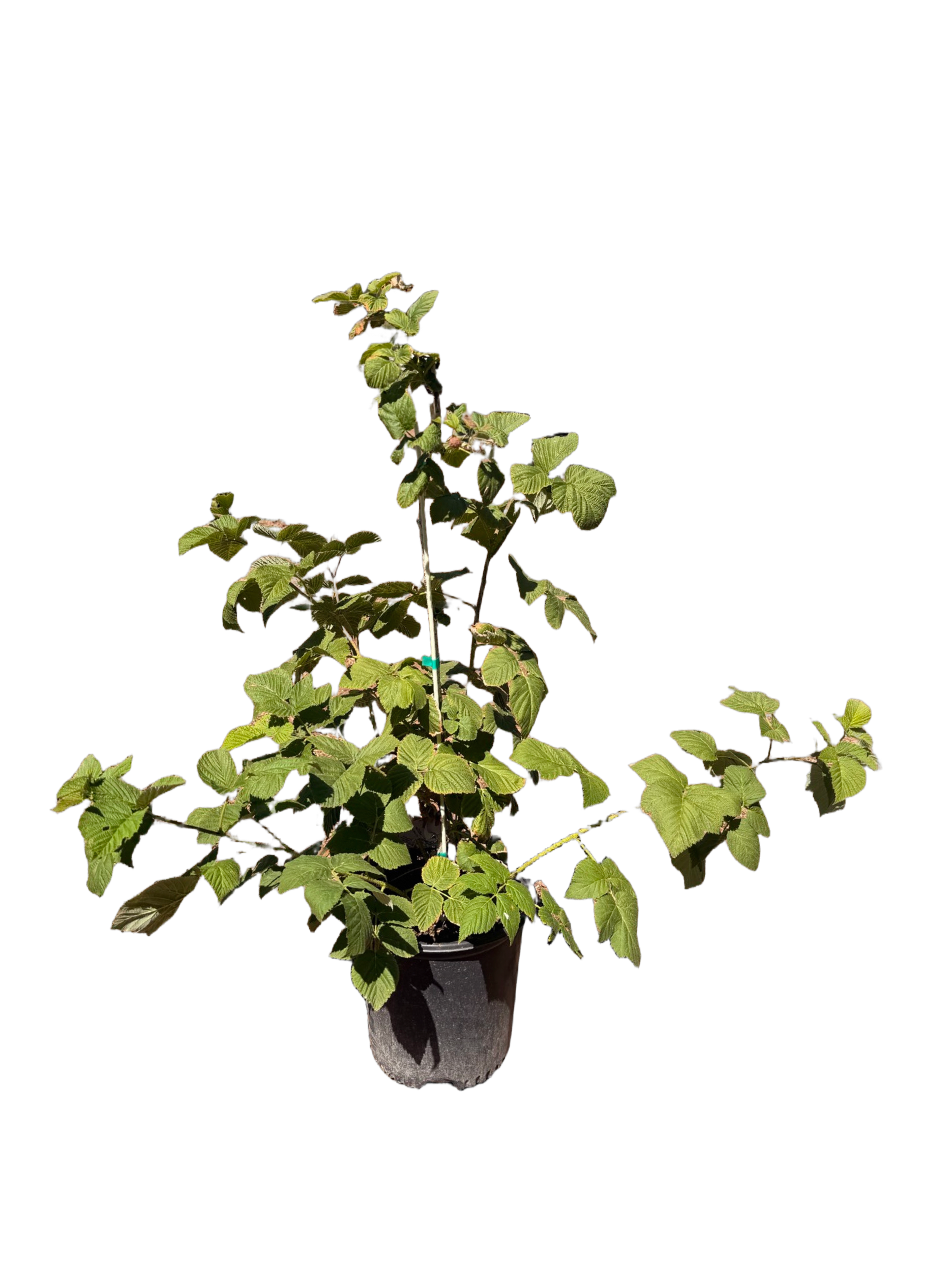 Raspberry Red 'Baba Berry' (2 Gallon)