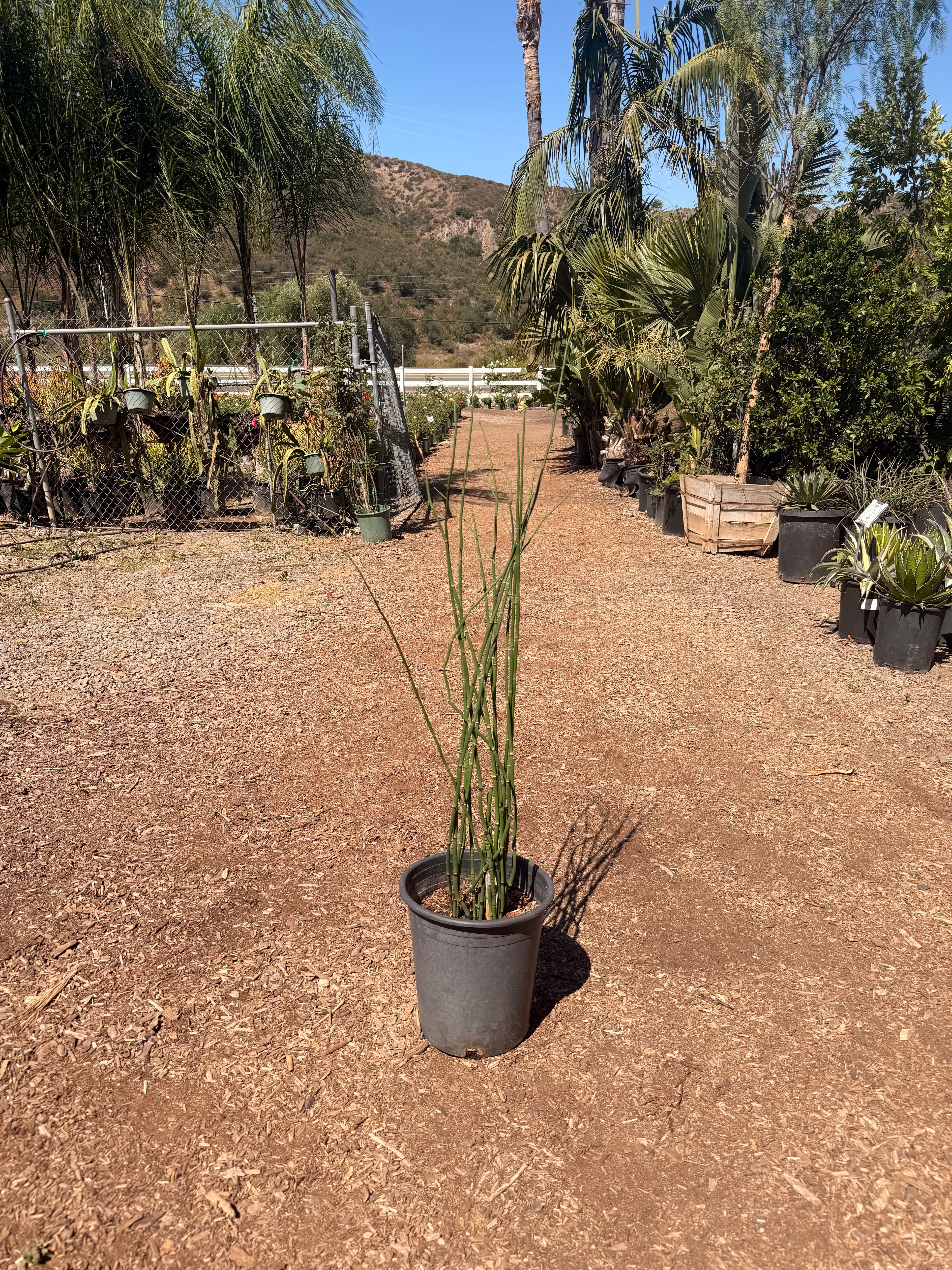 Horsetail Equisetum Hyemale (5 Gallon)