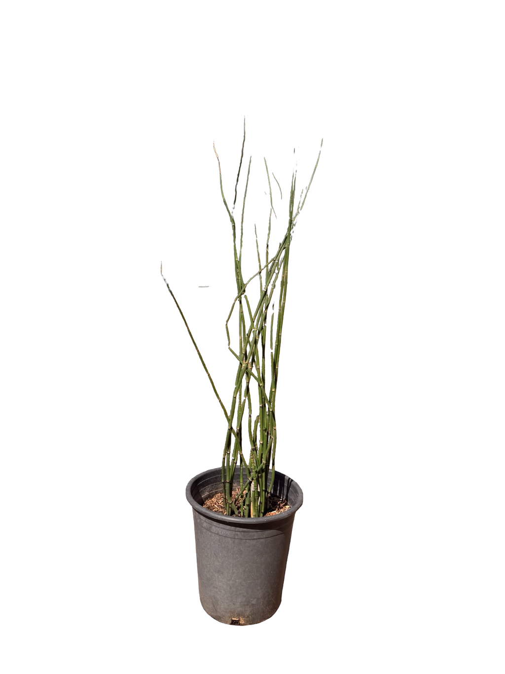 Horsetail Equisetum Hyemale (5 Gallon)