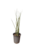 Horsetail Equisetum Hyemale (5 Gallon)