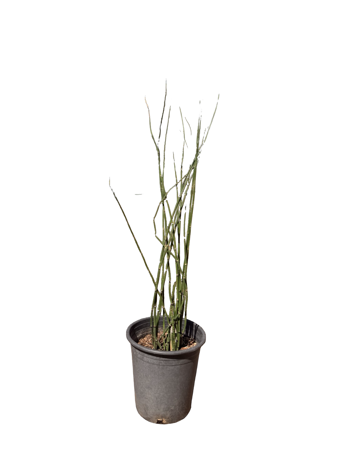 Horsetail Equisetum Hyemale (5 Gallon)