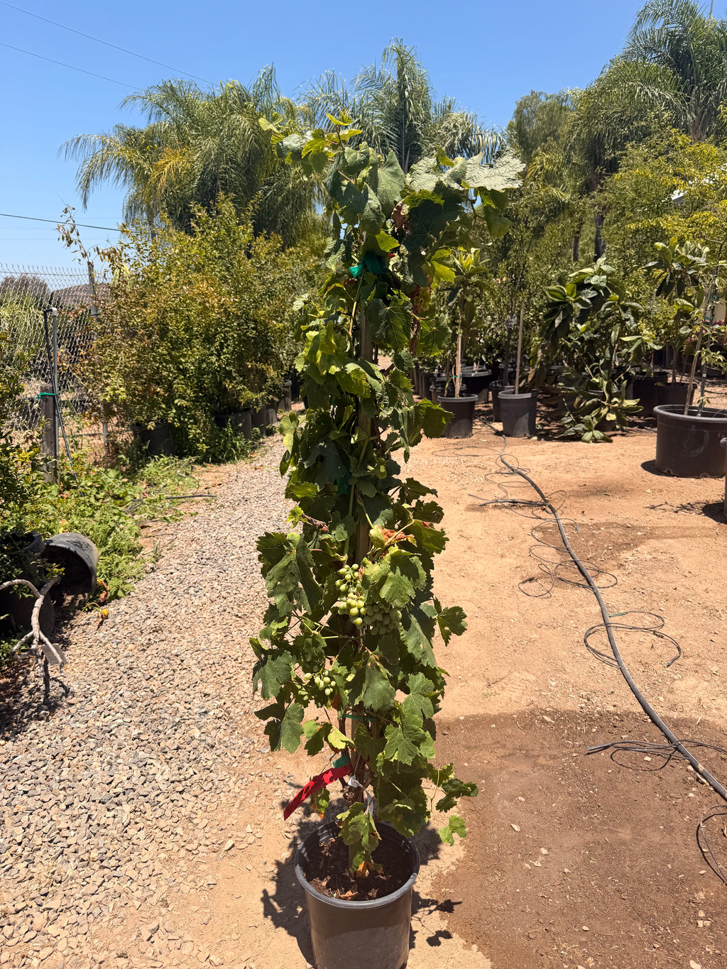 Crimson Seedless Grape (3 Gallon)