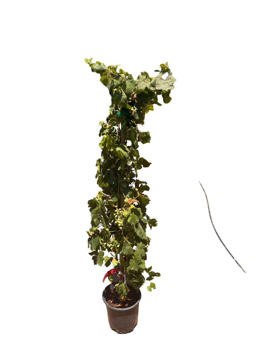 Crimson Seedless Grape (3 Gallon)