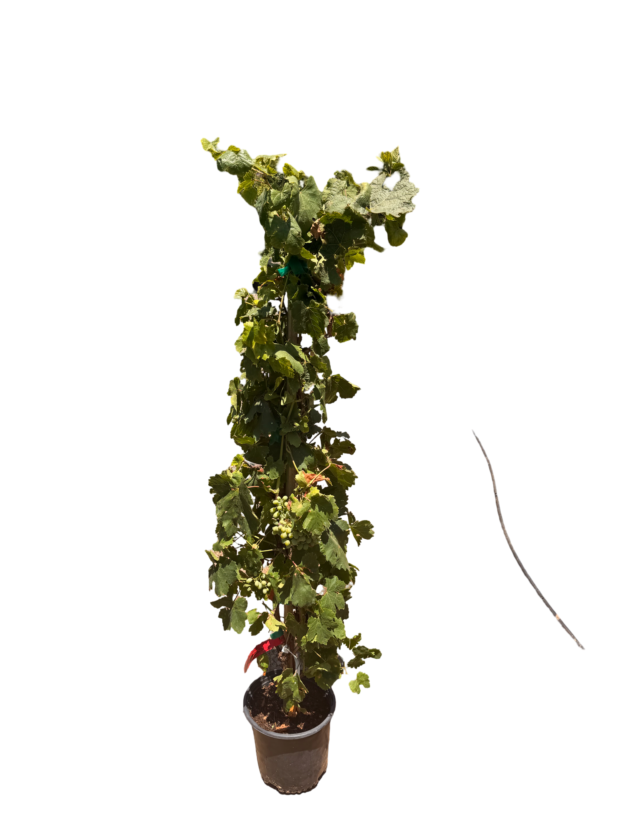 Crimson Seedless Grape (3 Gallon)