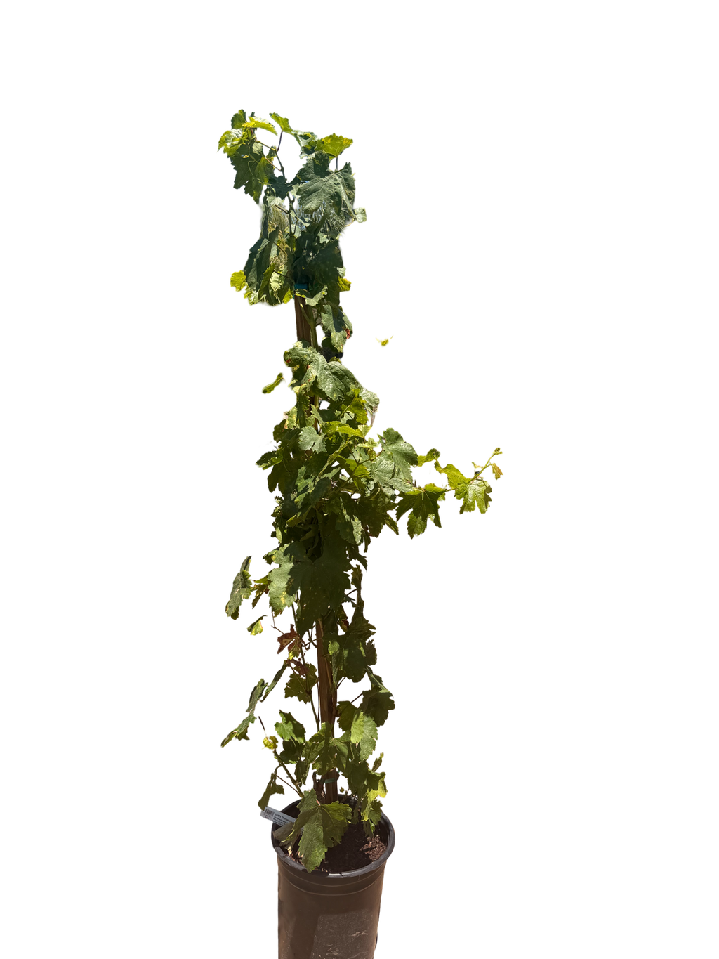 Thompson Grape - seedless (5 Gallon)