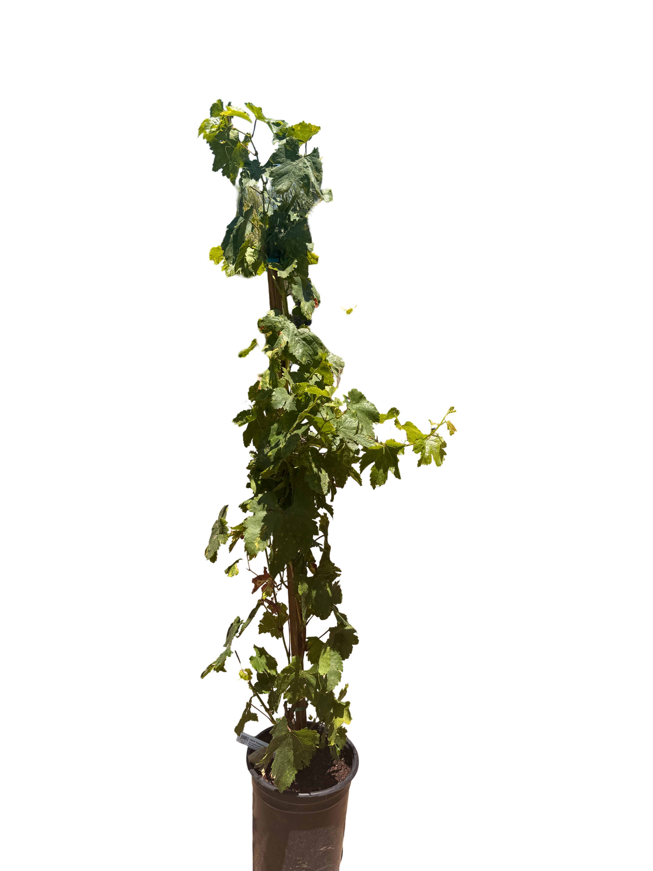 Thompson Grape - seedless (5 Gallon)