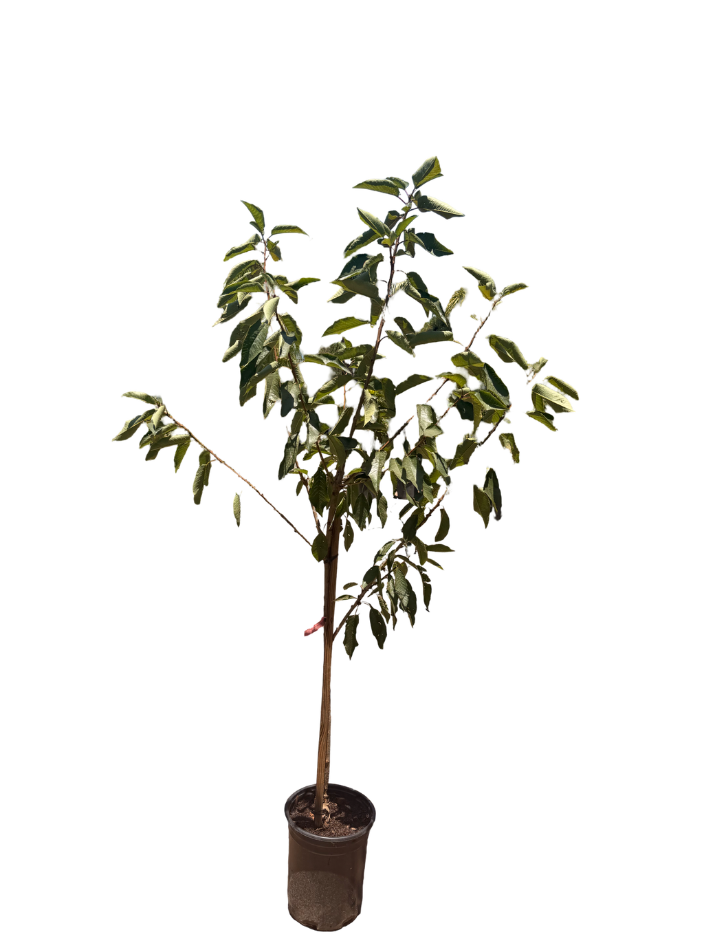 Cherry Minnie Royal - semi-dwarf (5 Gallon)