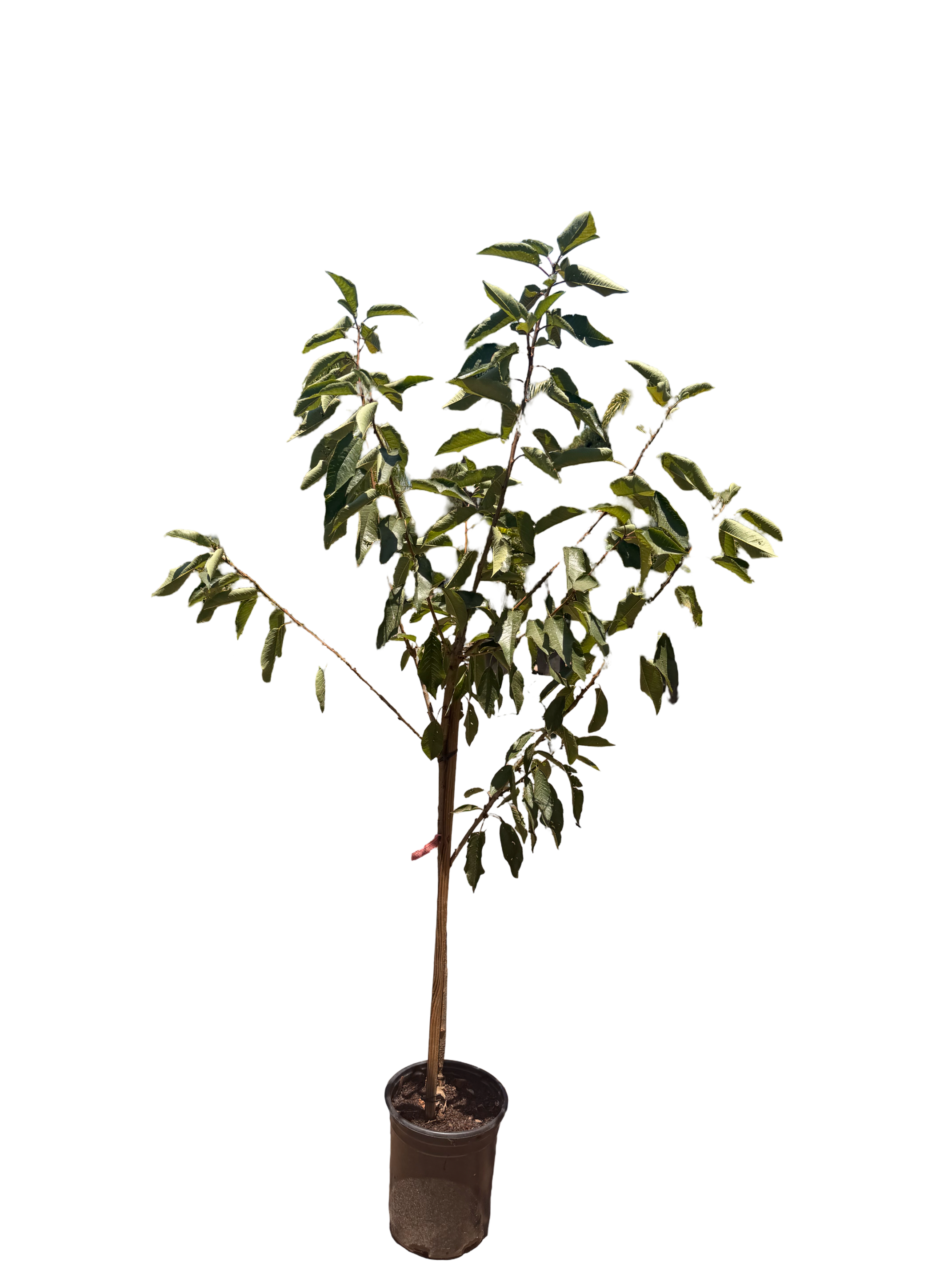 Cherry Minnie Royal - semi-dwarf (5 Gallon)