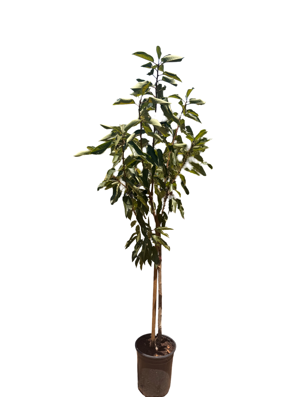 Cherry Royal Lee - semi-dwarf (5 Gallon)
