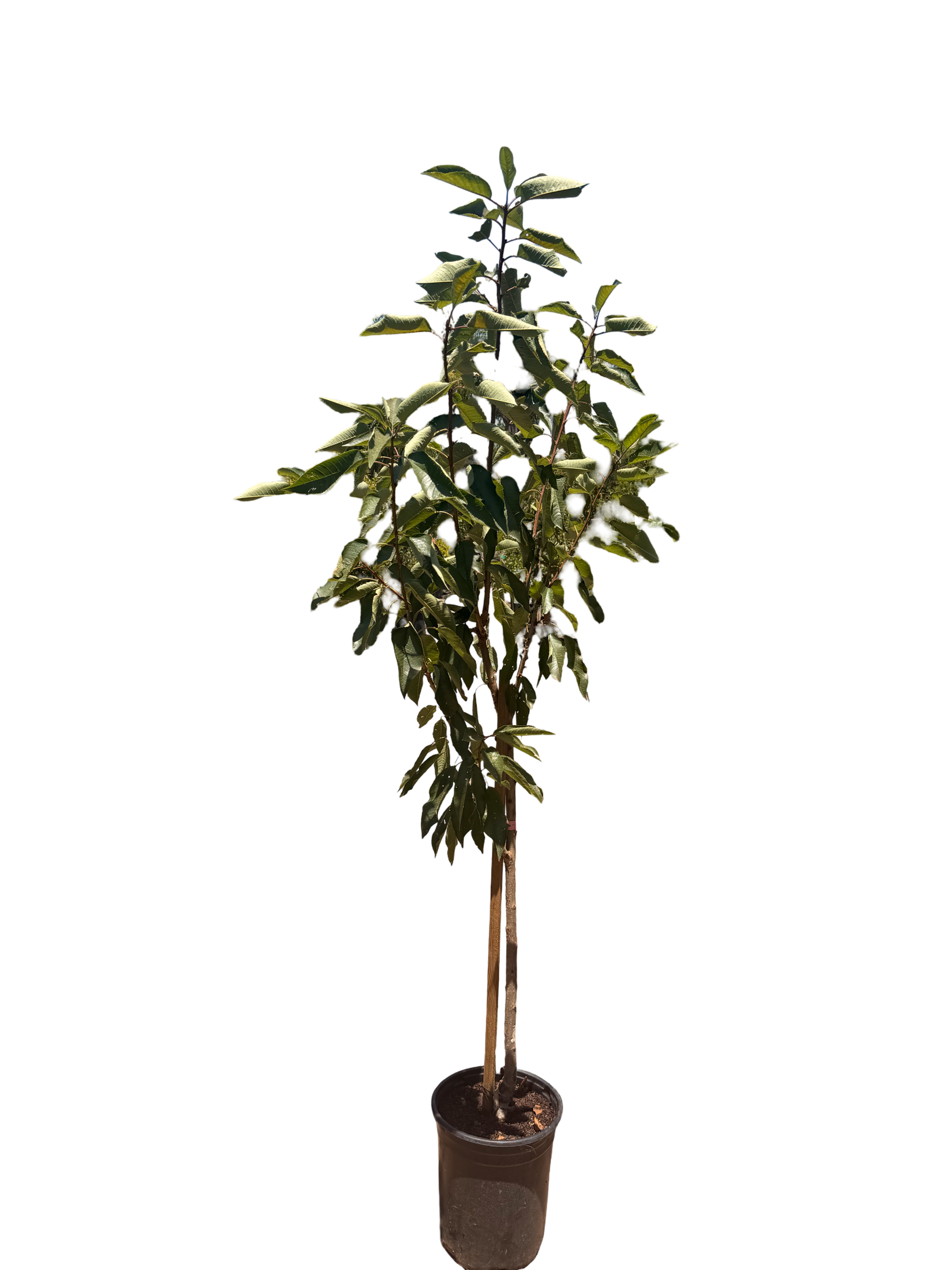 Cherry Royal Lee - semi-dwarf (5 Gallon)
