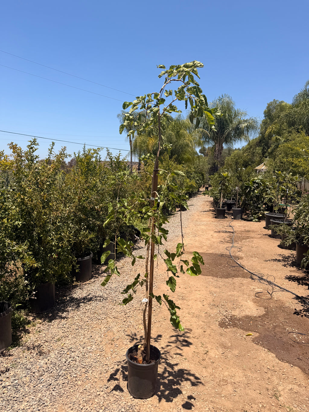 Mulberry Teas' Weeping Morus alba (fruiting) (5 Gallon)