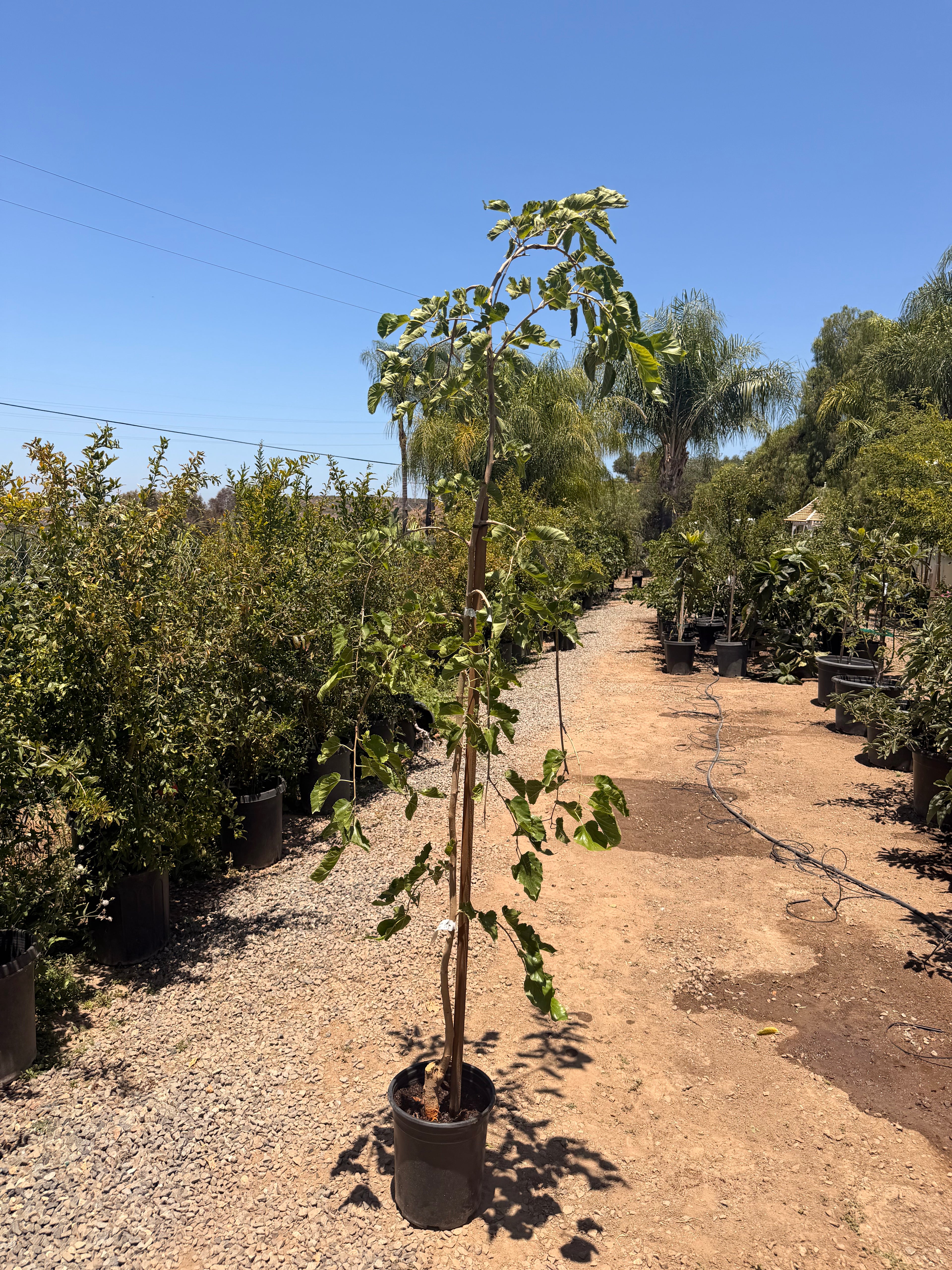 Mulberry Teas' Weeping Morus alba (fruiting) (5 Gallon)
