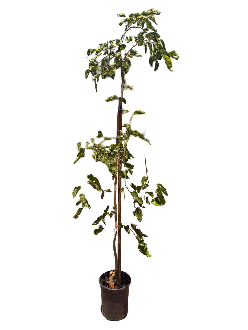 Mulberry Teas' Weeping Morus alba (fruiting) (5 Gallon)