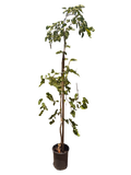 Mulberry Teas' Weeping Morus alba (fruiting) (5 Gallon)