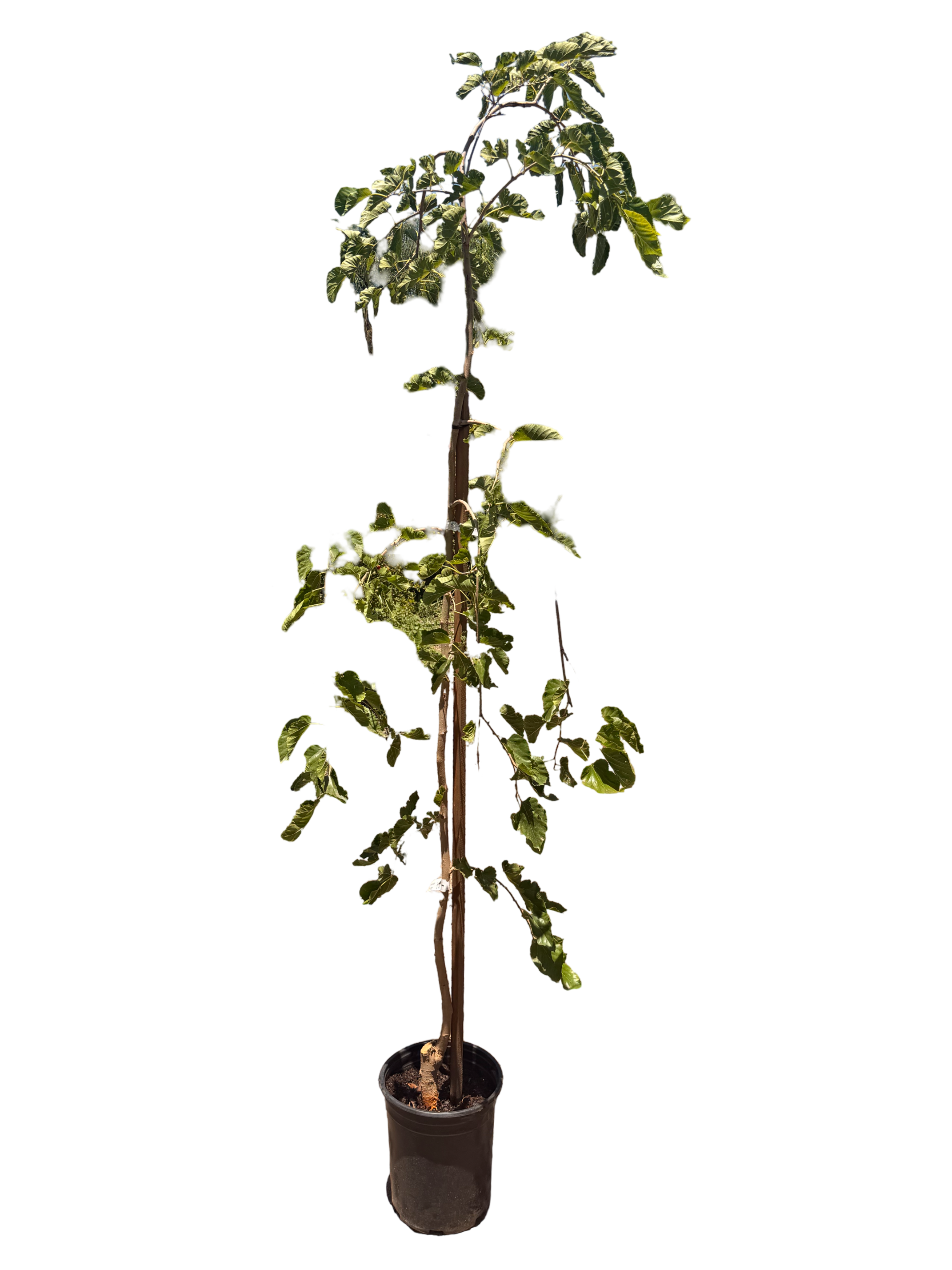 Mulberry Teas' Weeping Morus alba (fruiting) (5 Gallon)