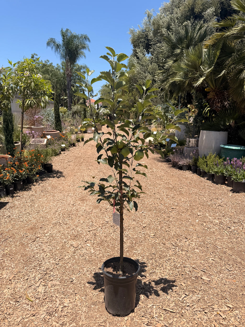 Pink Lady Apple Tree (5 Gallon)