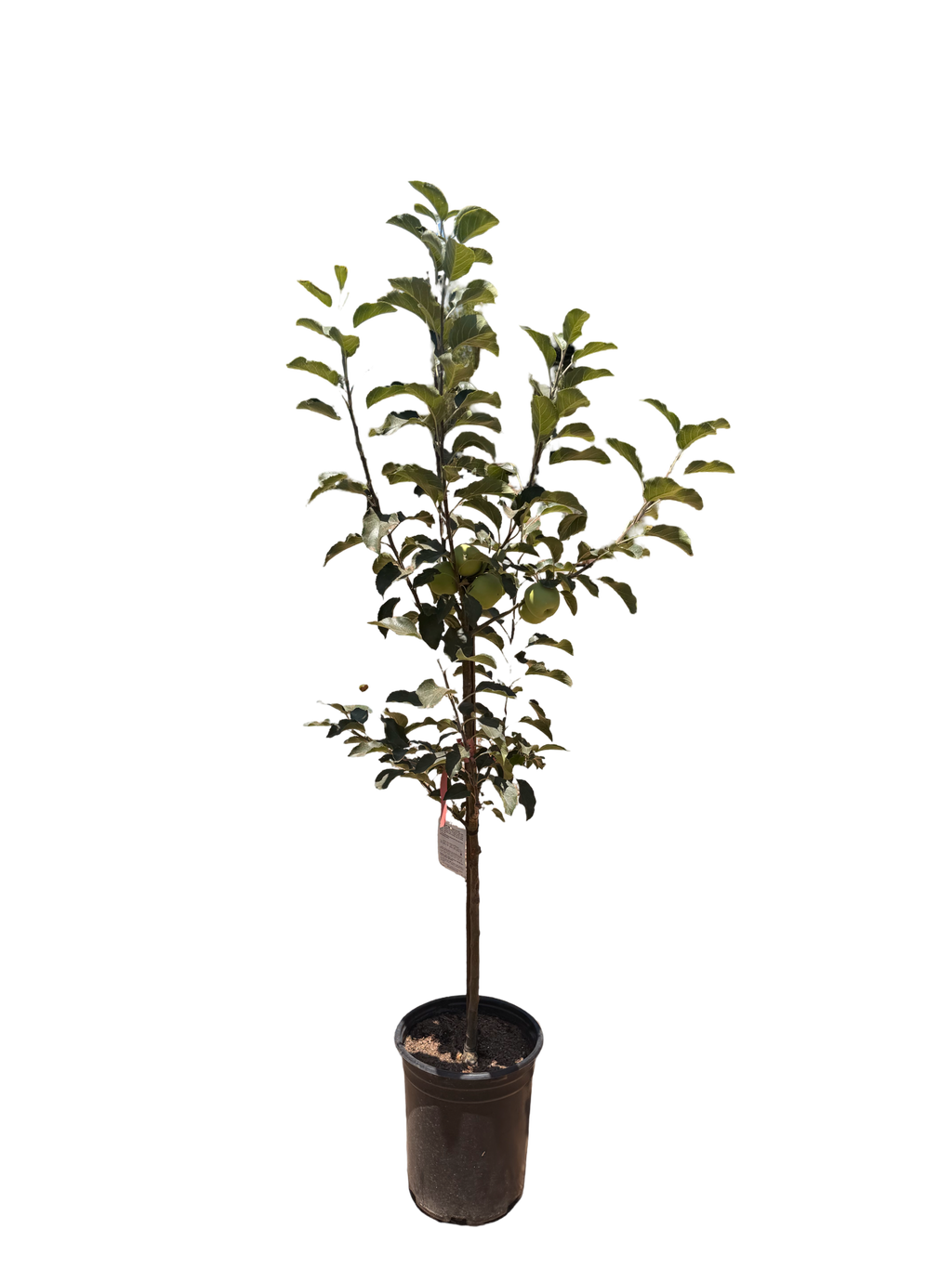 Pink Lady Apple Tree (5 Gallon)