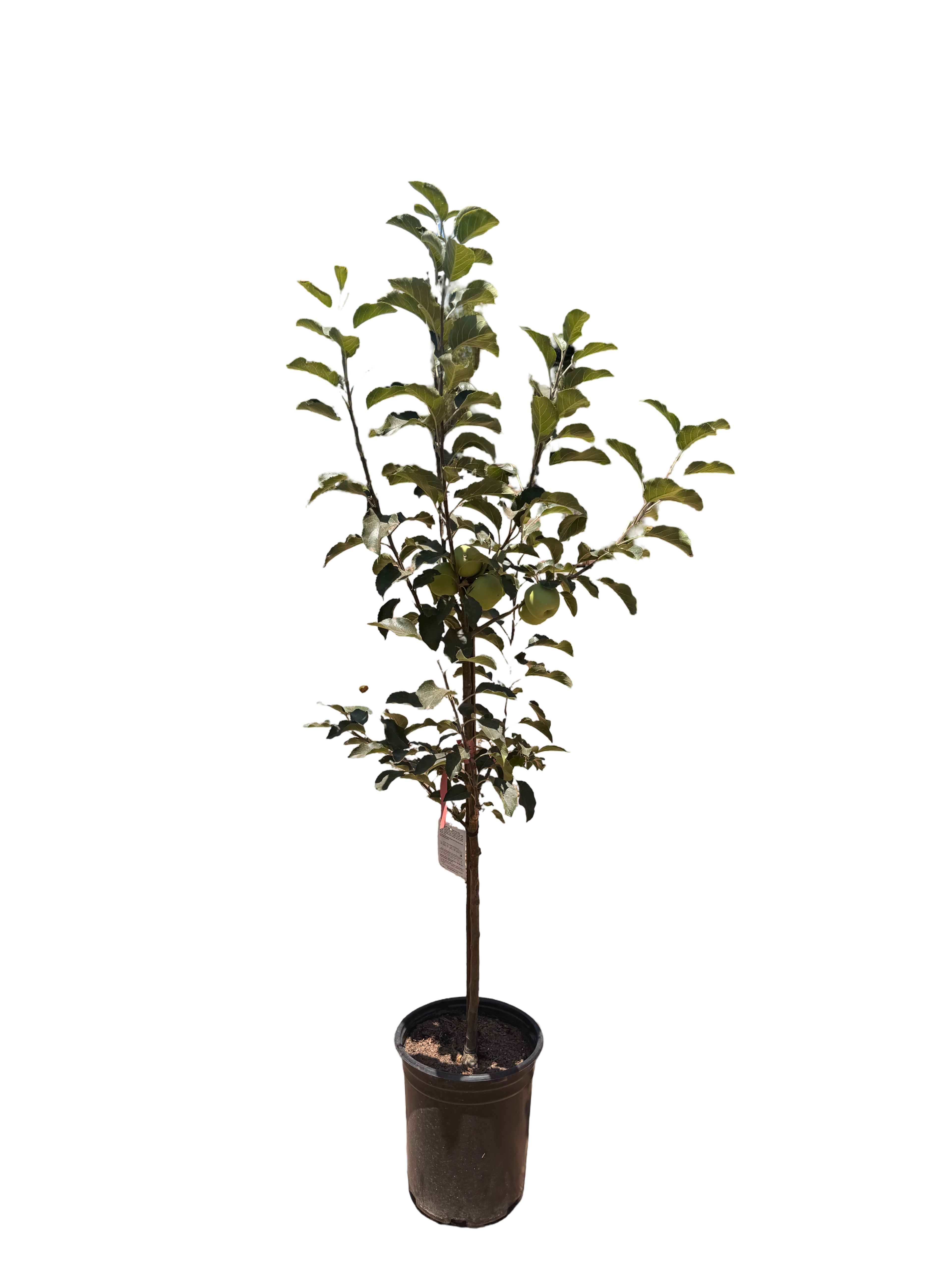 Pink Lady Apple Tree (5 Gallon)