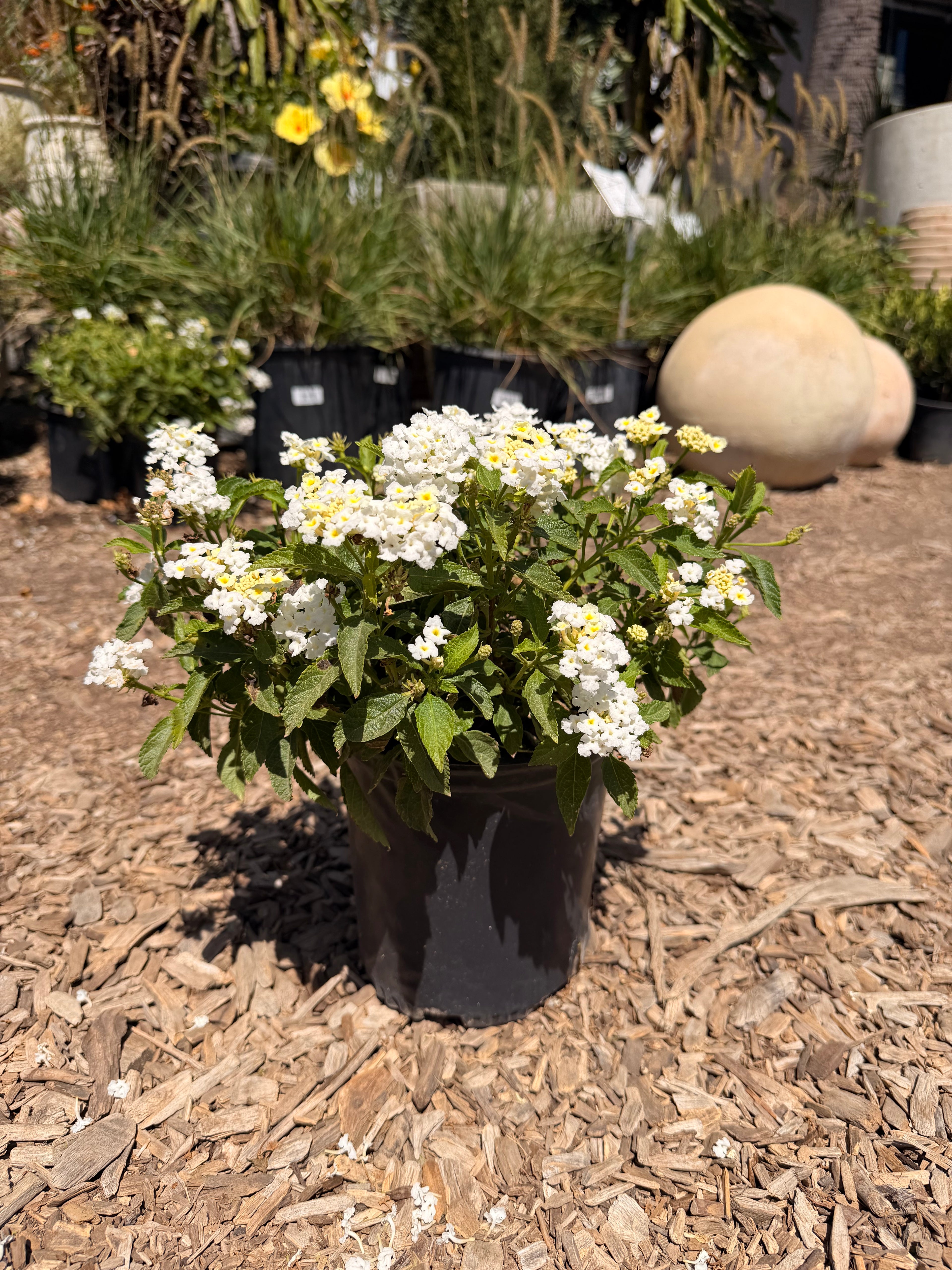 Lantana camara Shamrock™ 'White' (1 Gallon)