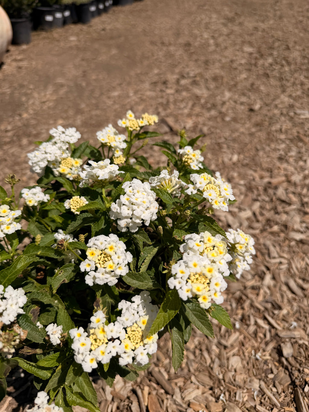 Lantana camara Shamrock™ 'White' (1 Gallon)