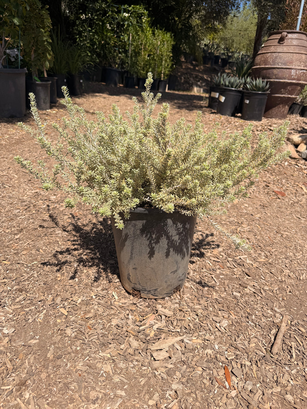 Westringia Fruticosa Rosemary 'Morning Light' (5 Gallon)