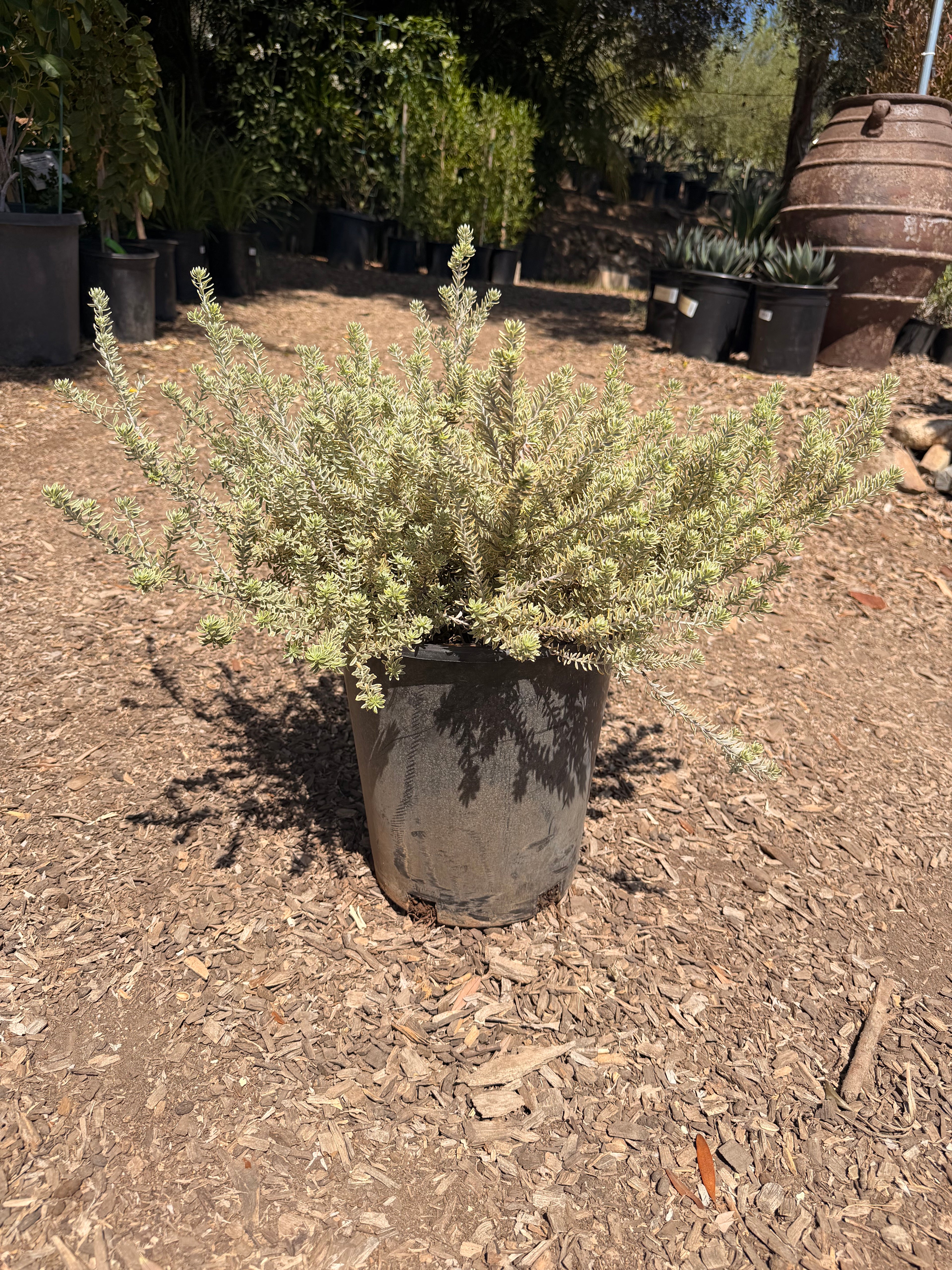 Westringia Fruticosa Rosemary 'Morning Light' (5 Gallon)