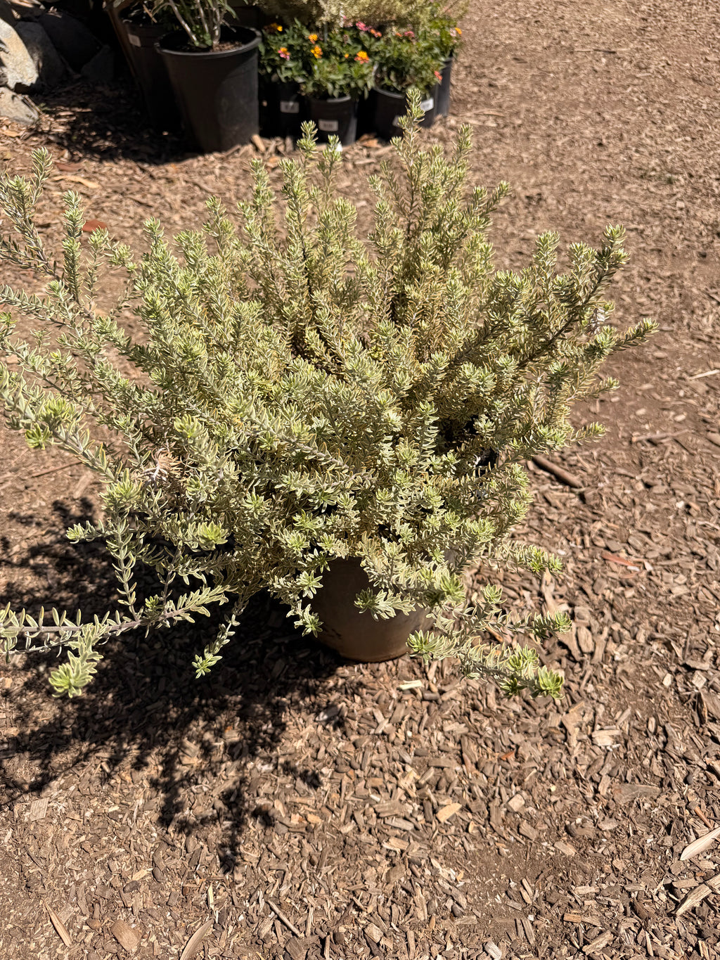 Westringia Fruticosa Rosemary 'Morning Light' (5 Gallon)