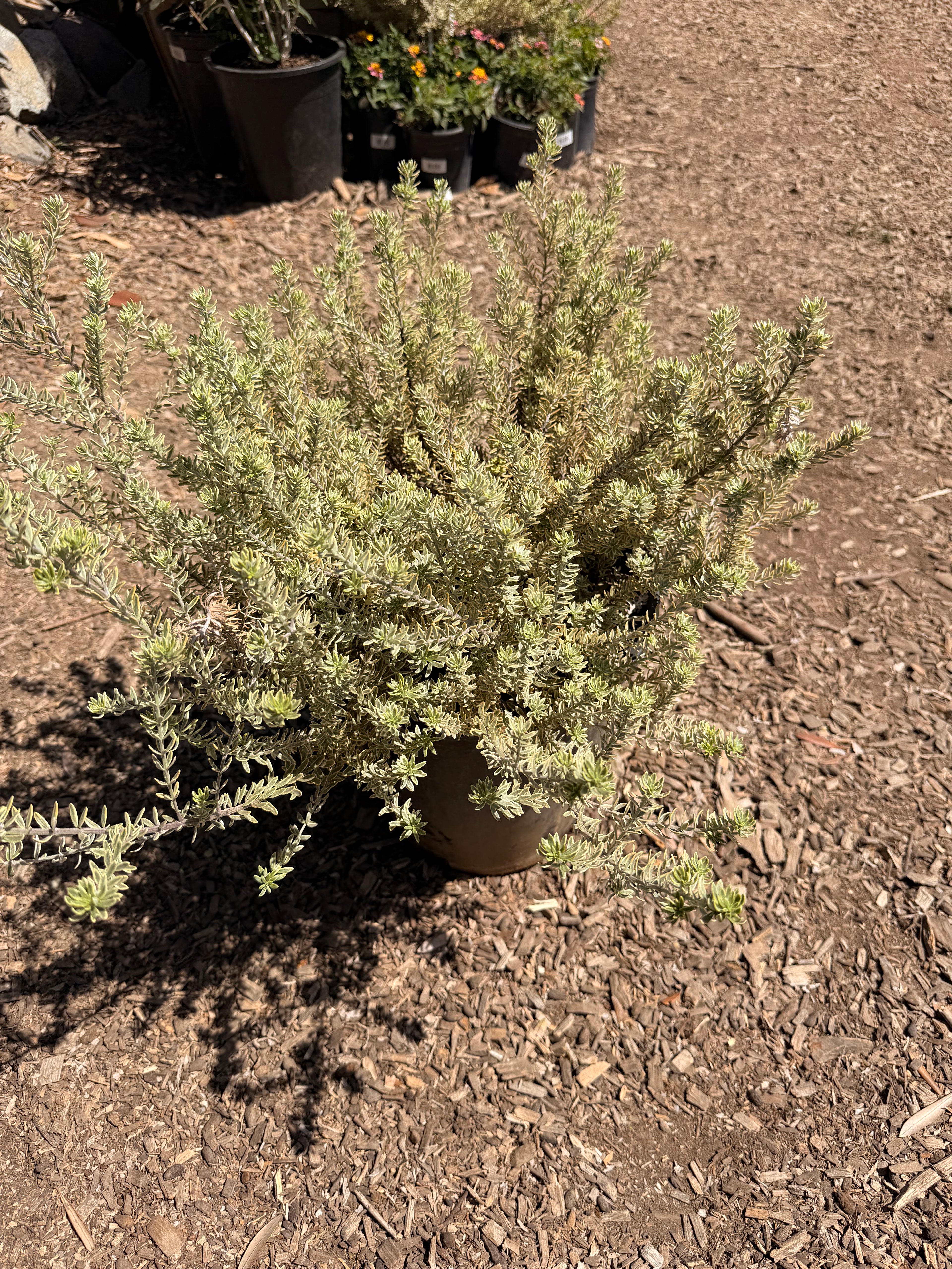 Westringia Fruticosa Rosemary 'Morning Light' (5 Gallon)