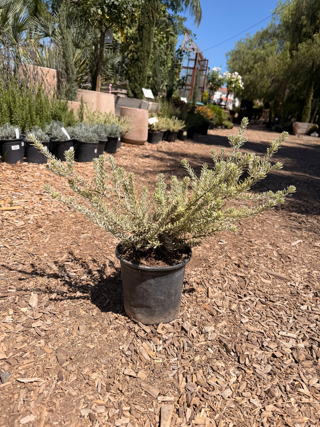 Westringia Fruticosa Rosemary 'Morning Light' (1 Gallon)