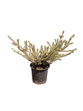 Westringia Fruticosa Rosemary 'Morning Light' (1 Gallon)