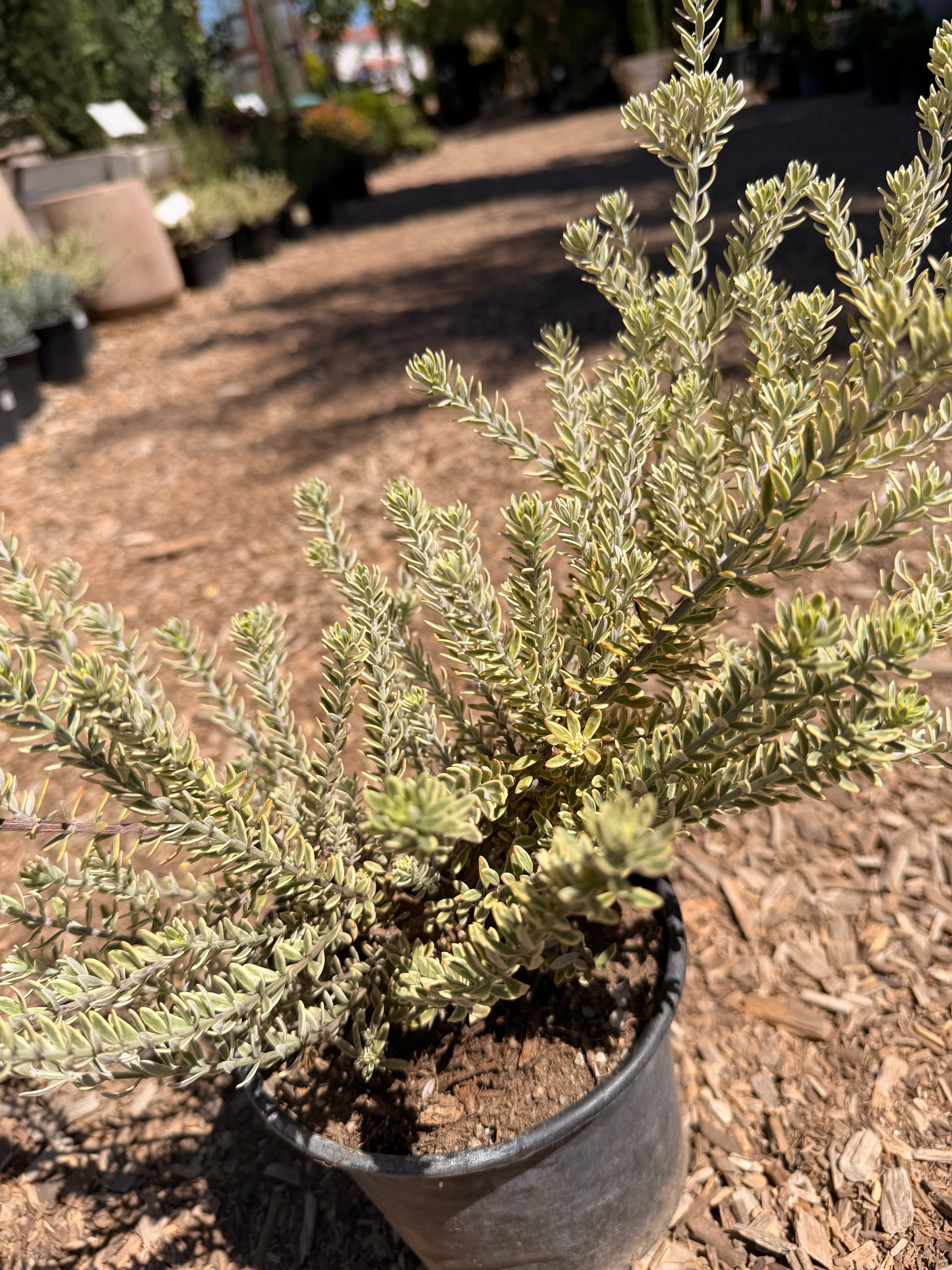 Westringia Fruticosa Rosemary 'Morning Light' (1 Gallon)