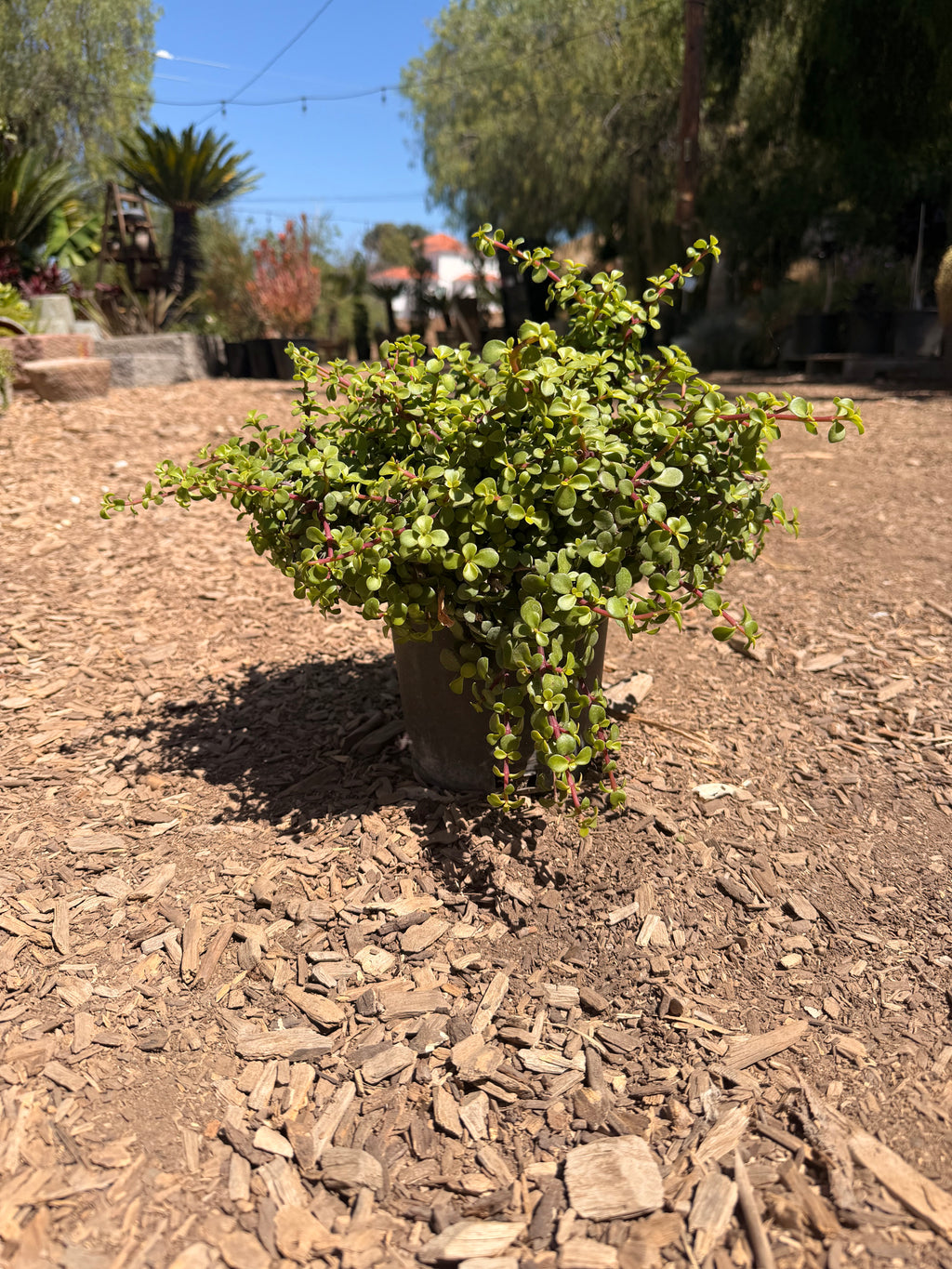 Portulacaria Afra 'Minama' (1 Gallon)
