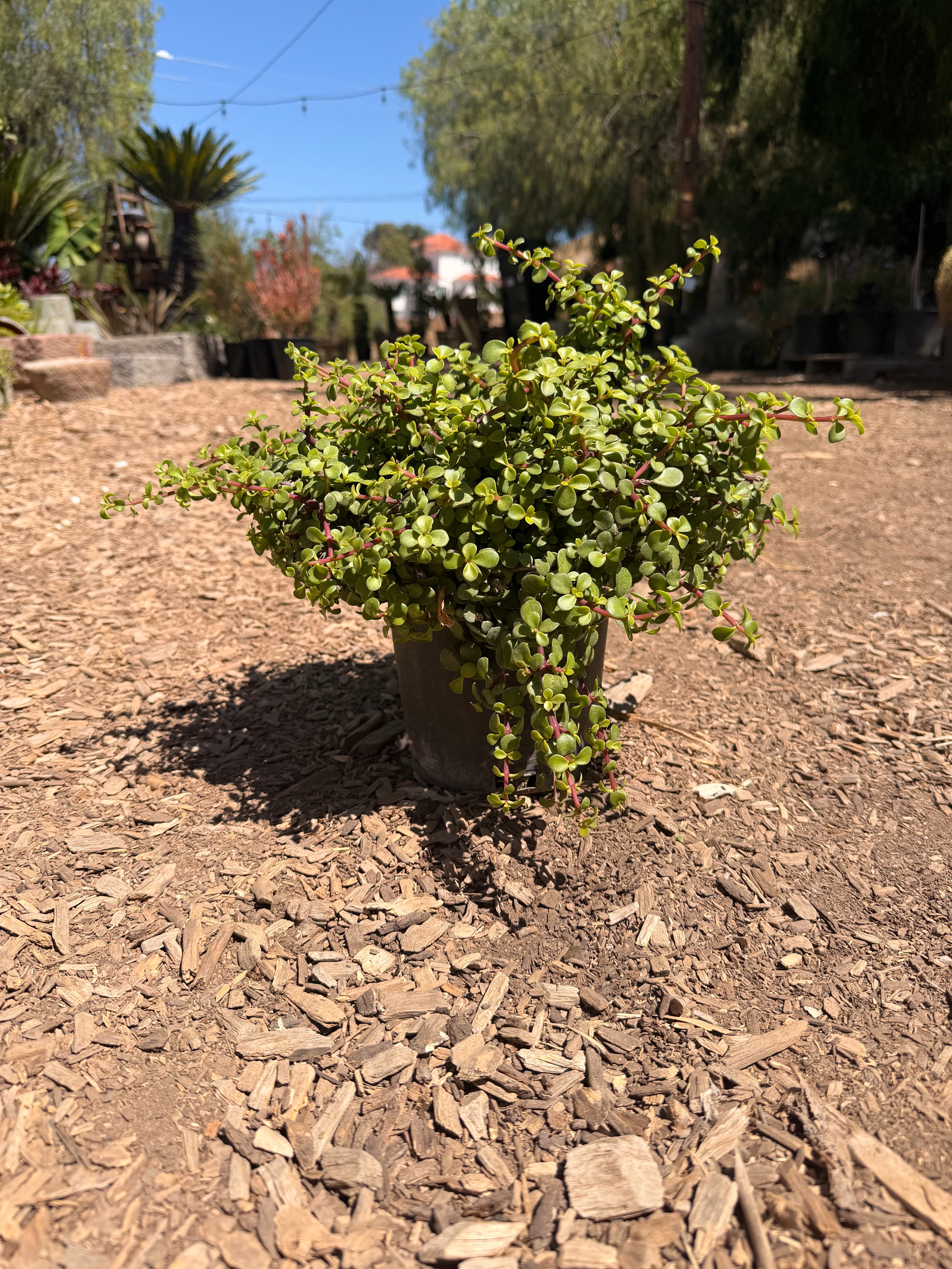 Portulacaria Afra 'Minama' (1 Gallon)