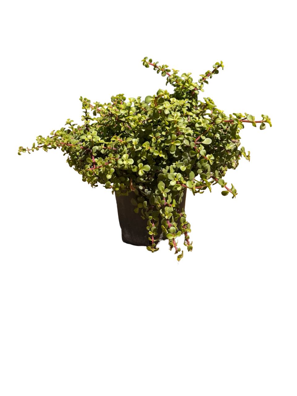 Portulacaria Afra 'Minama' (1 Gallon)
