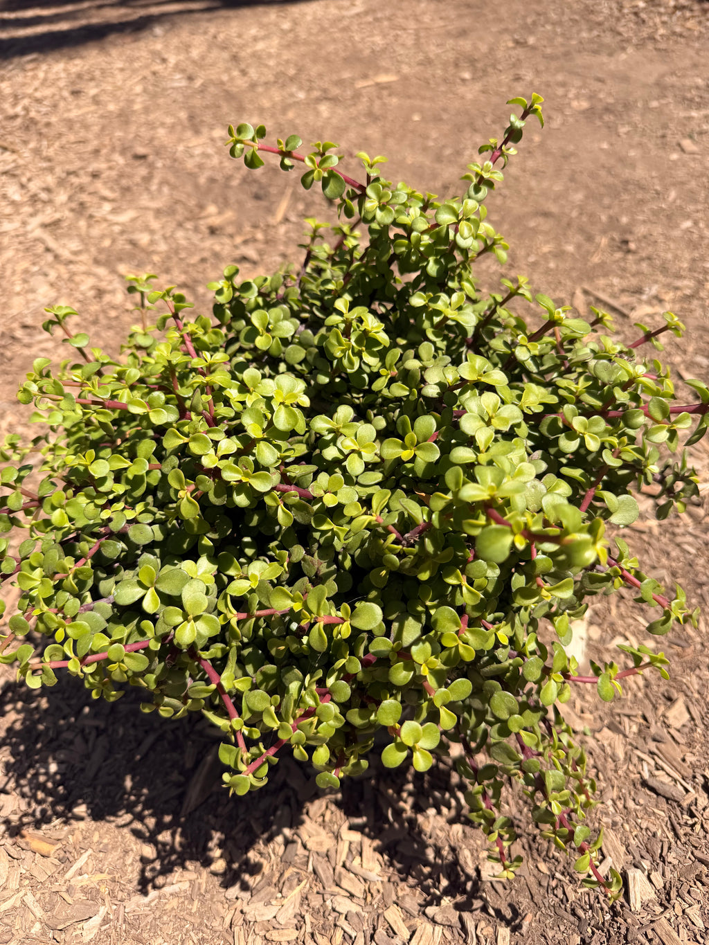 Portulacaria Afra 'Minama' (5 Gallon)