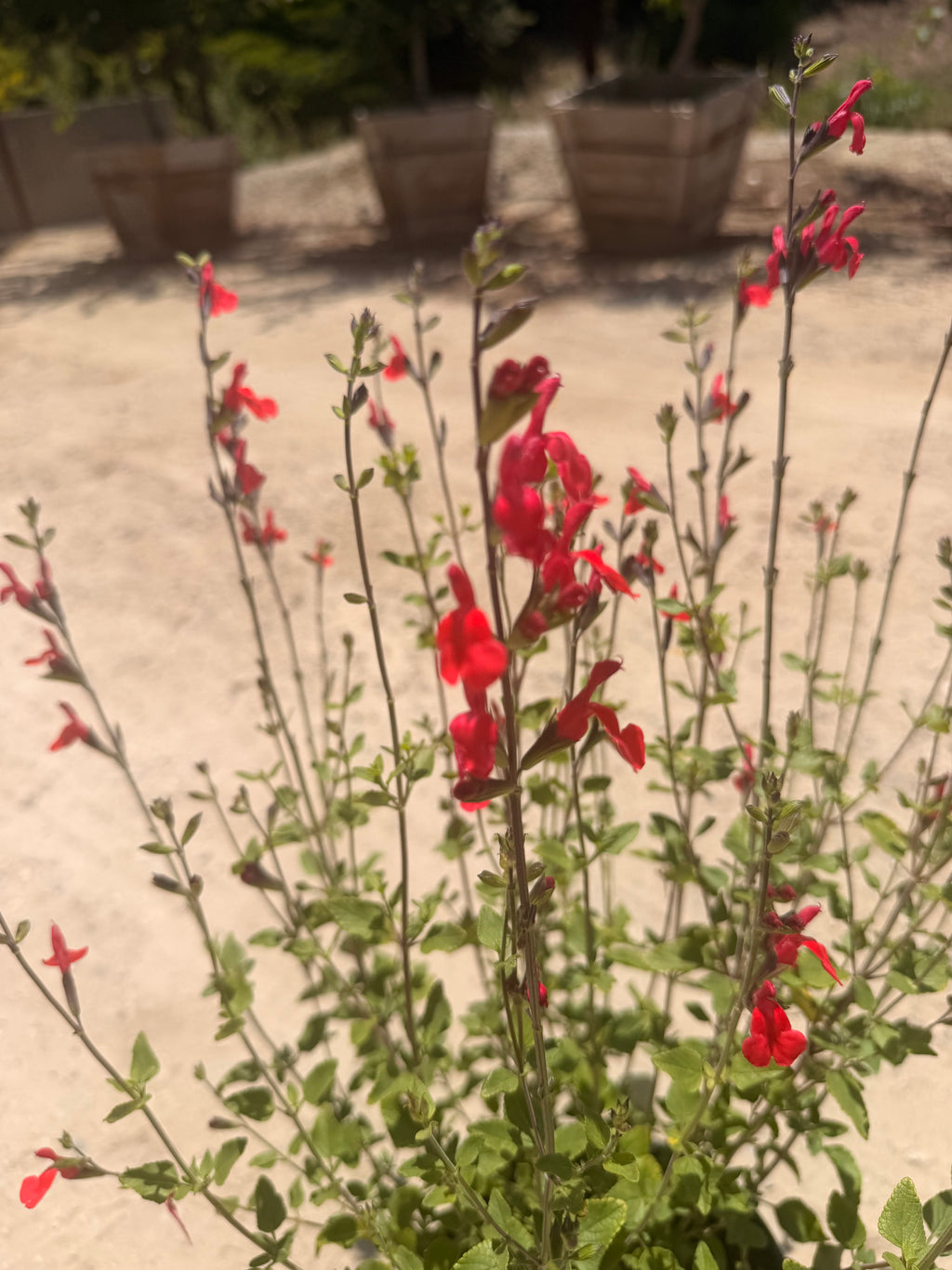 Salvia microphylla 'Hot Lips'(1 Gallon)