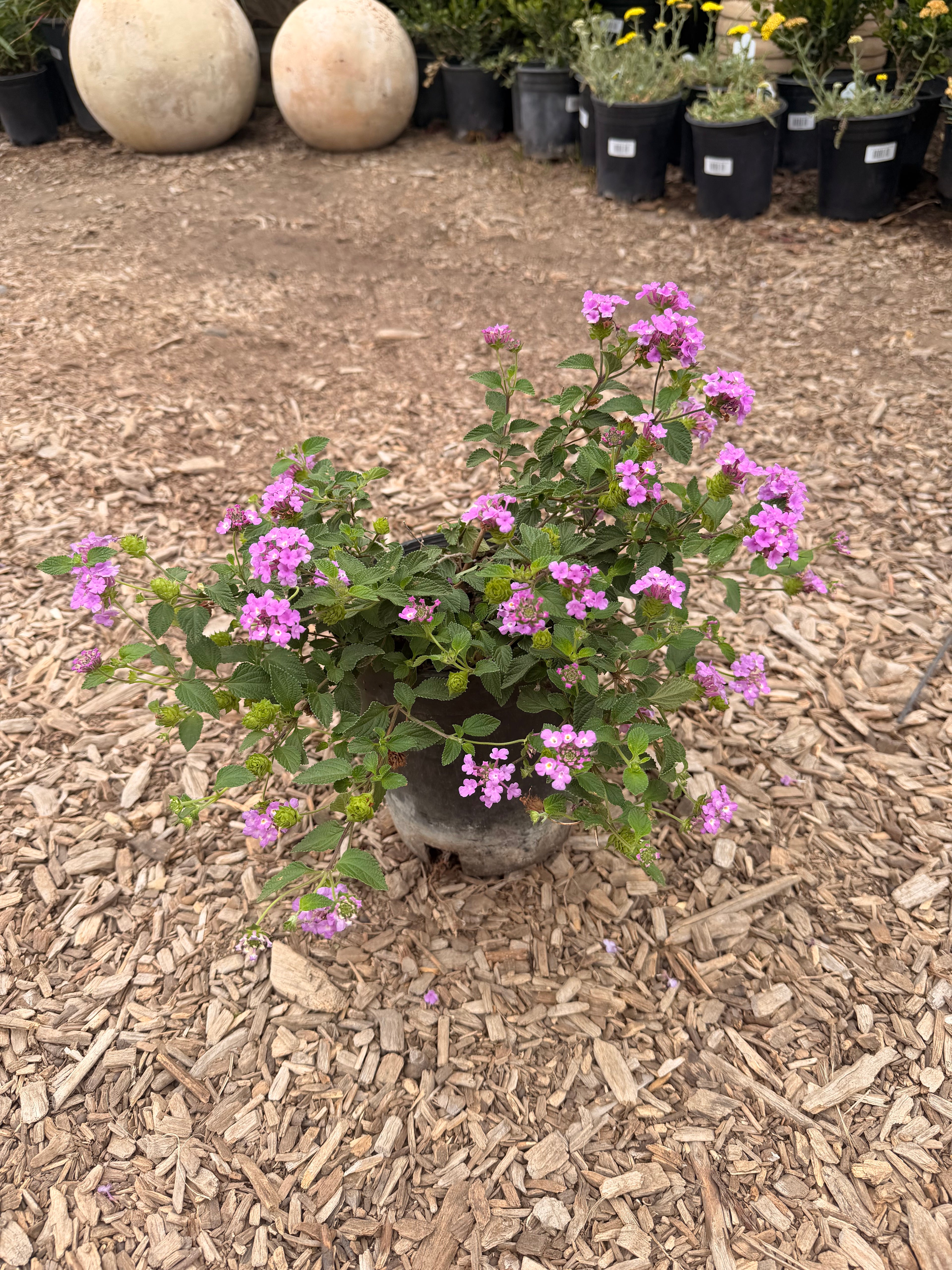 Lantana Sellowiana Trailing Purple (1 Gallon)