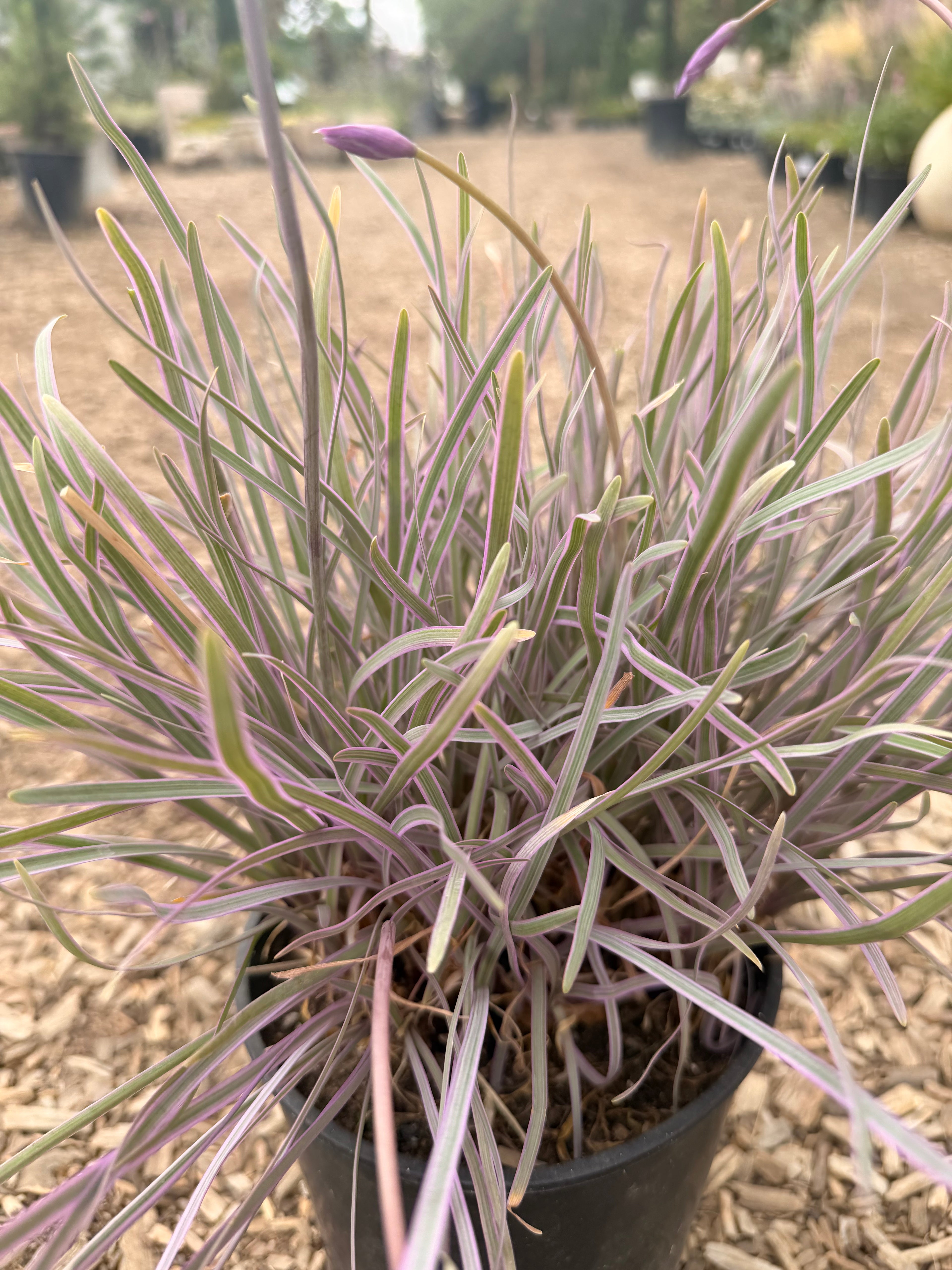 Purple Society Garlic Tulbaghia violacea (5 Gallon)