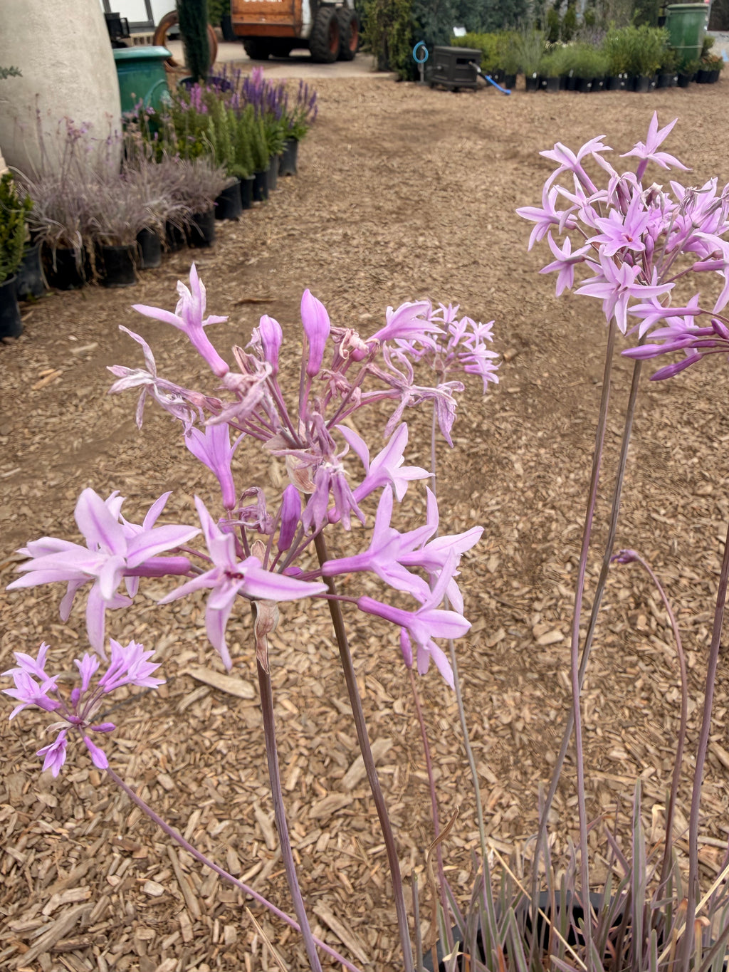Purple Society Garlic Tulbaghia violacea (5 Gallon)