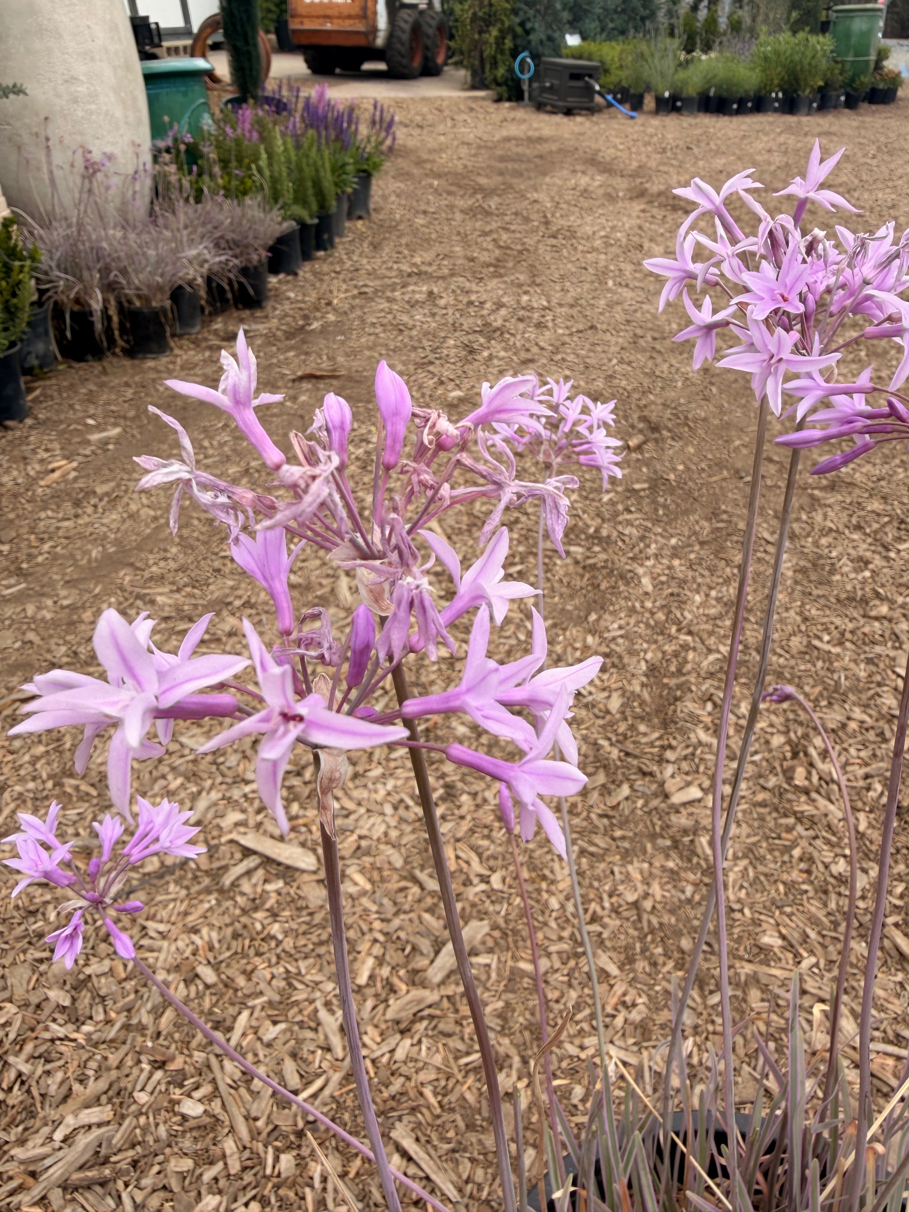 Purple Society Garlic Tulbaghia violacea (5 Gallon)