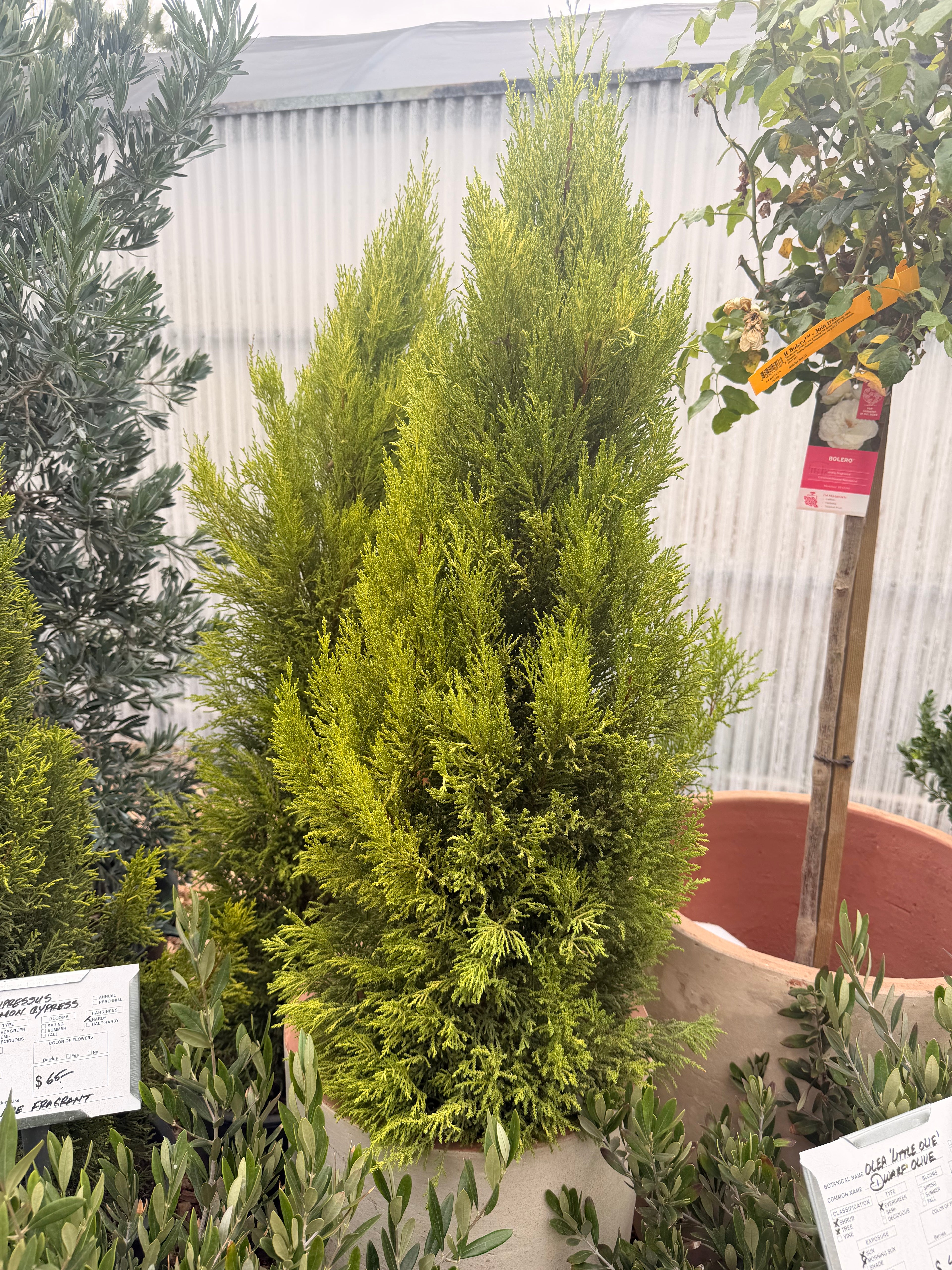 Cupressus 'Lemon Cypress' (5 Gallon)