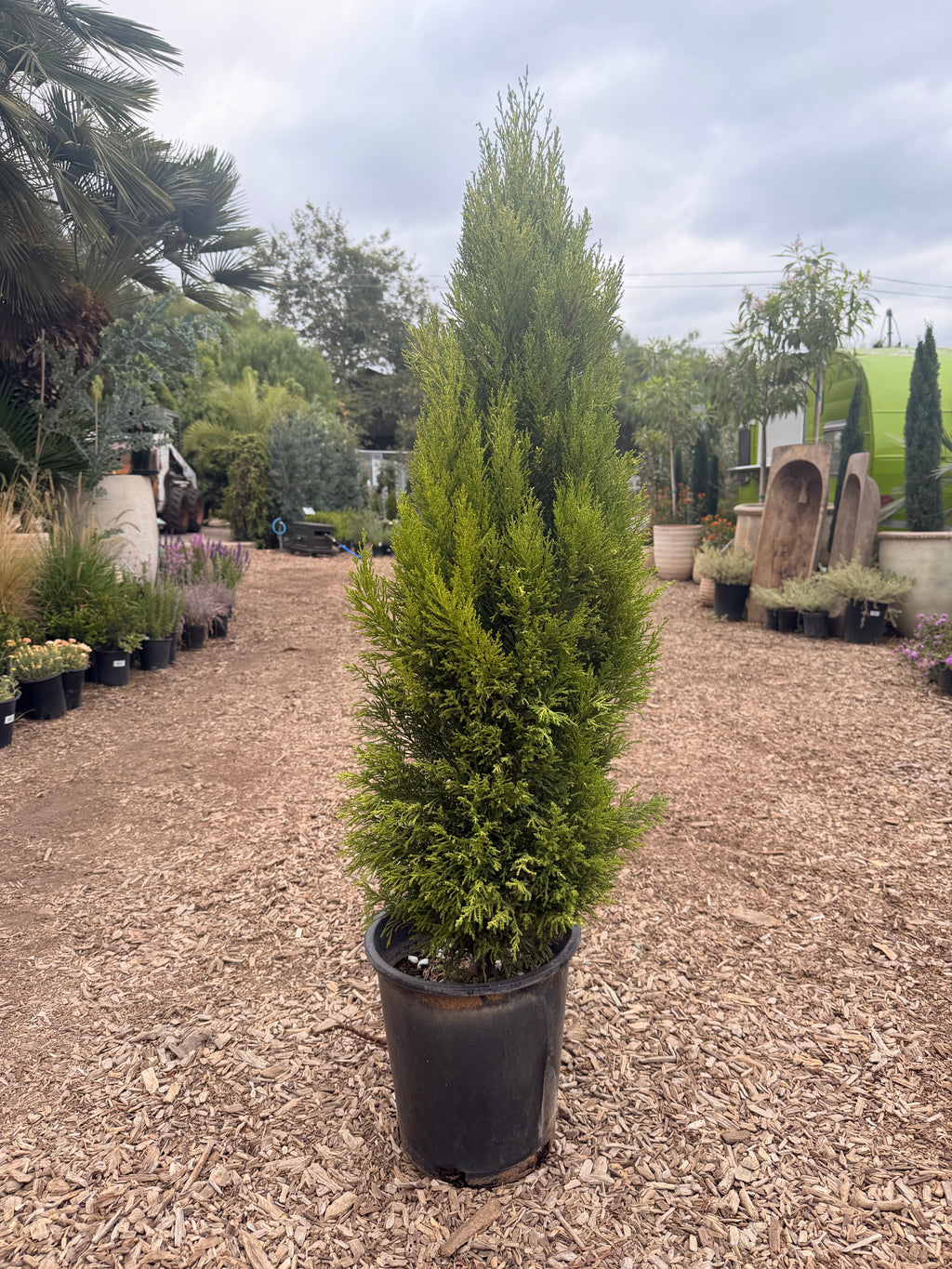 Cupressus 'Lemon Cypress' (5 Gallon)
