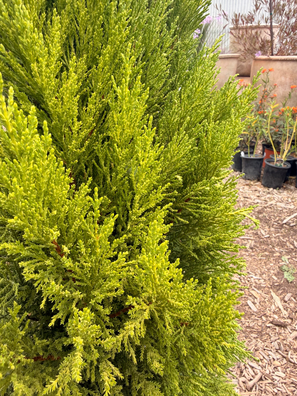 Cupressus 'Lemon Cypress' (5 Gallon)